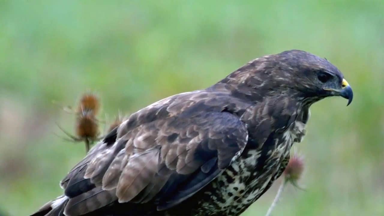 Wild Italy: Aquile - S5E1