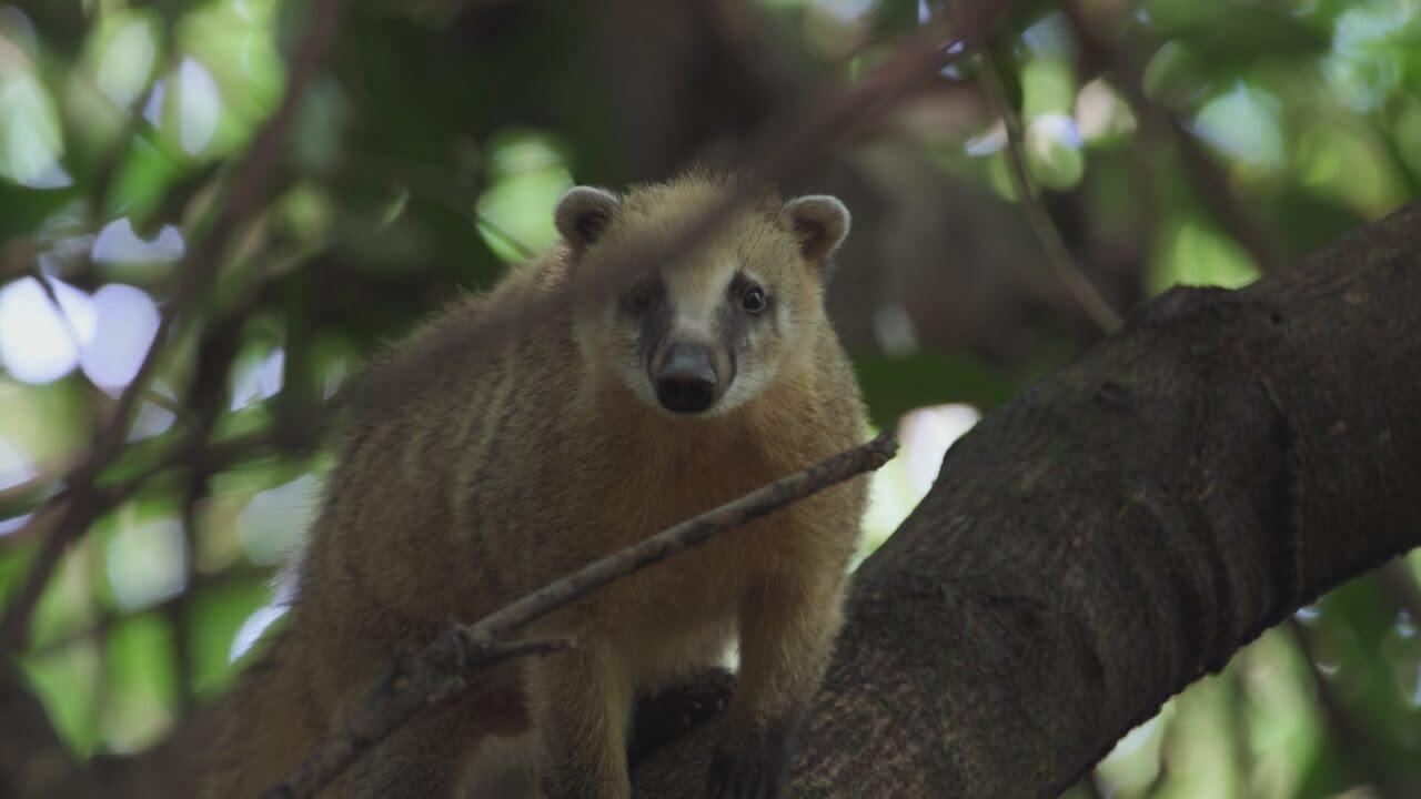 S2 Ep4 - New kids in the wild