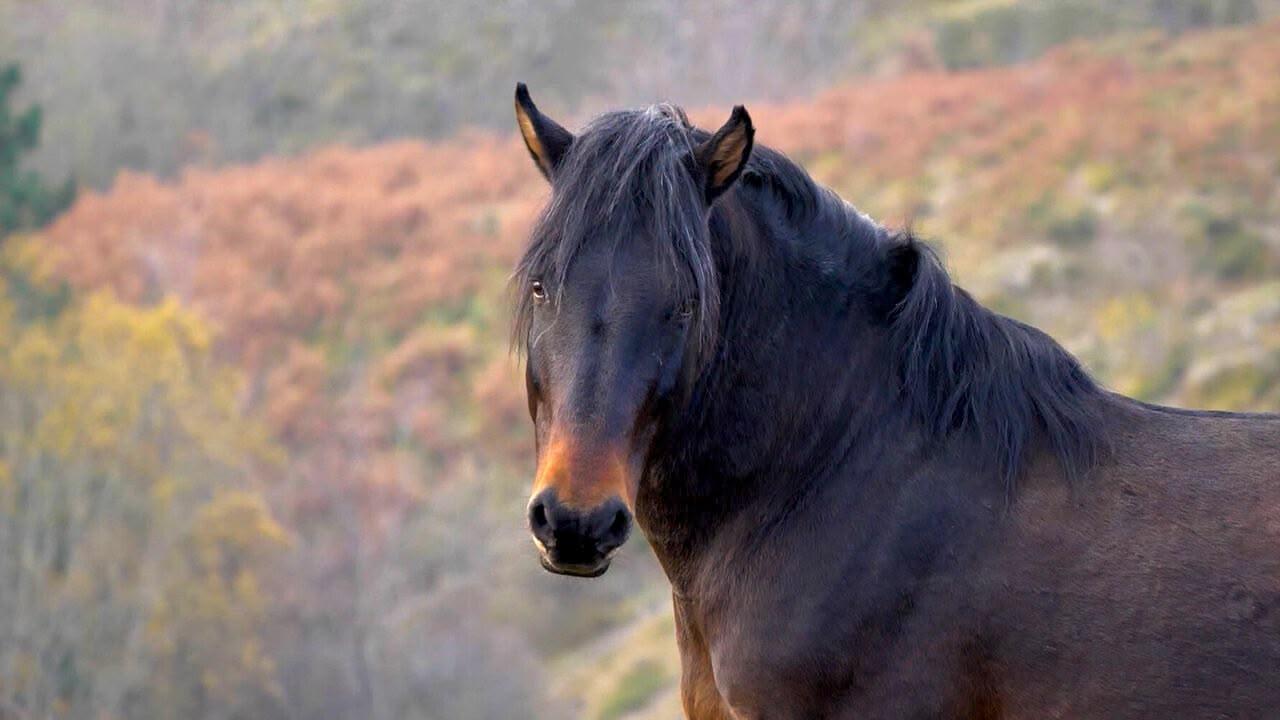 I cavalli selvaggi dell'Aveto