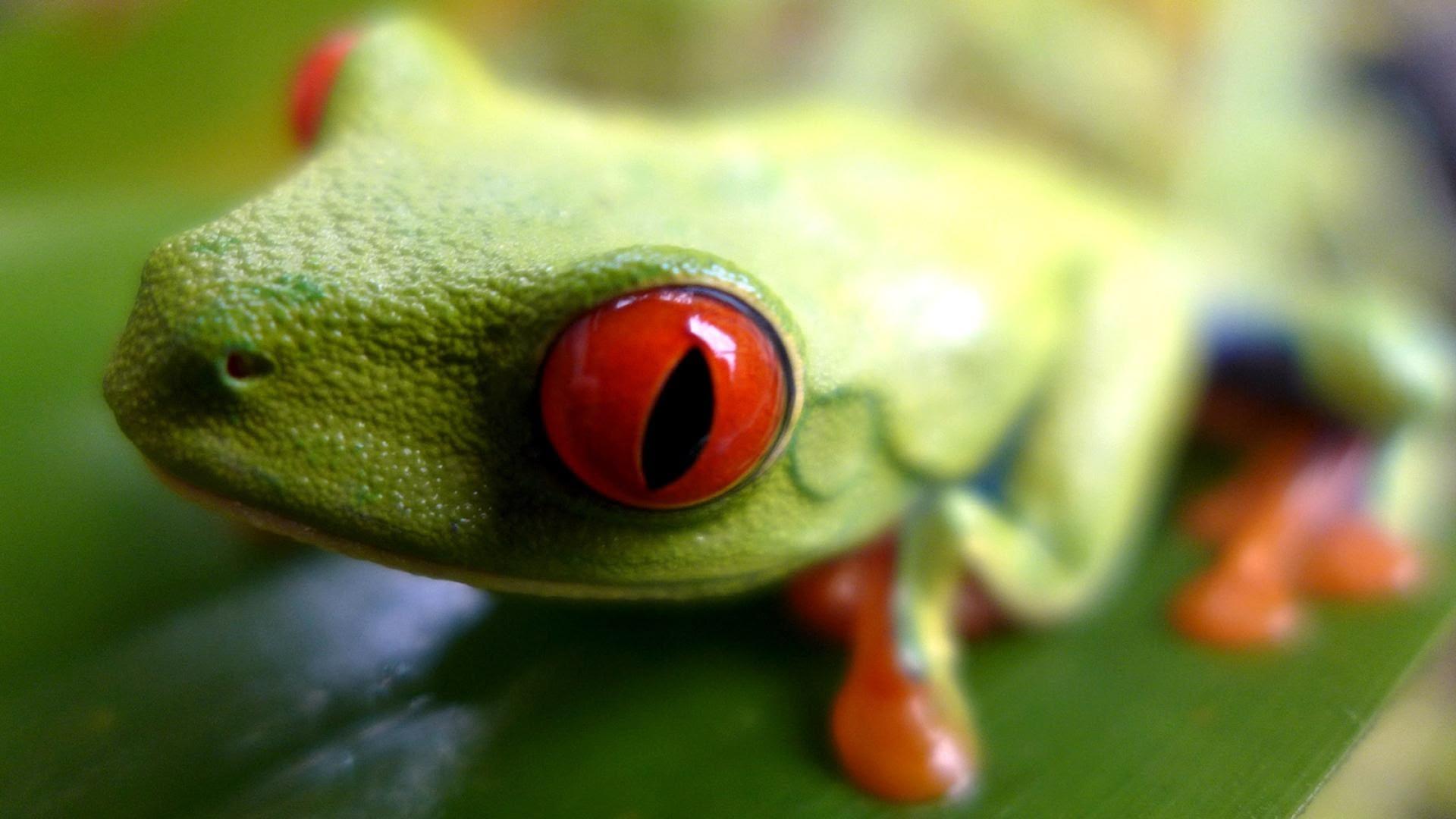 Wild Costa Rica