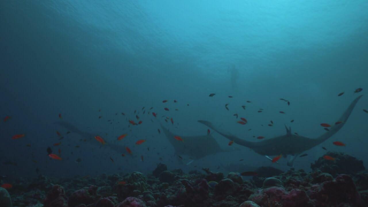 S1 Ep1 - Maldives: Water kingdom of the Indian..
