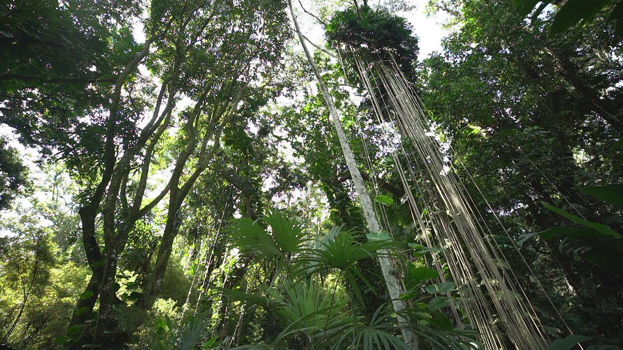 Giardini fantastici e dove trovarli S4E8 - Sito Burle Marx