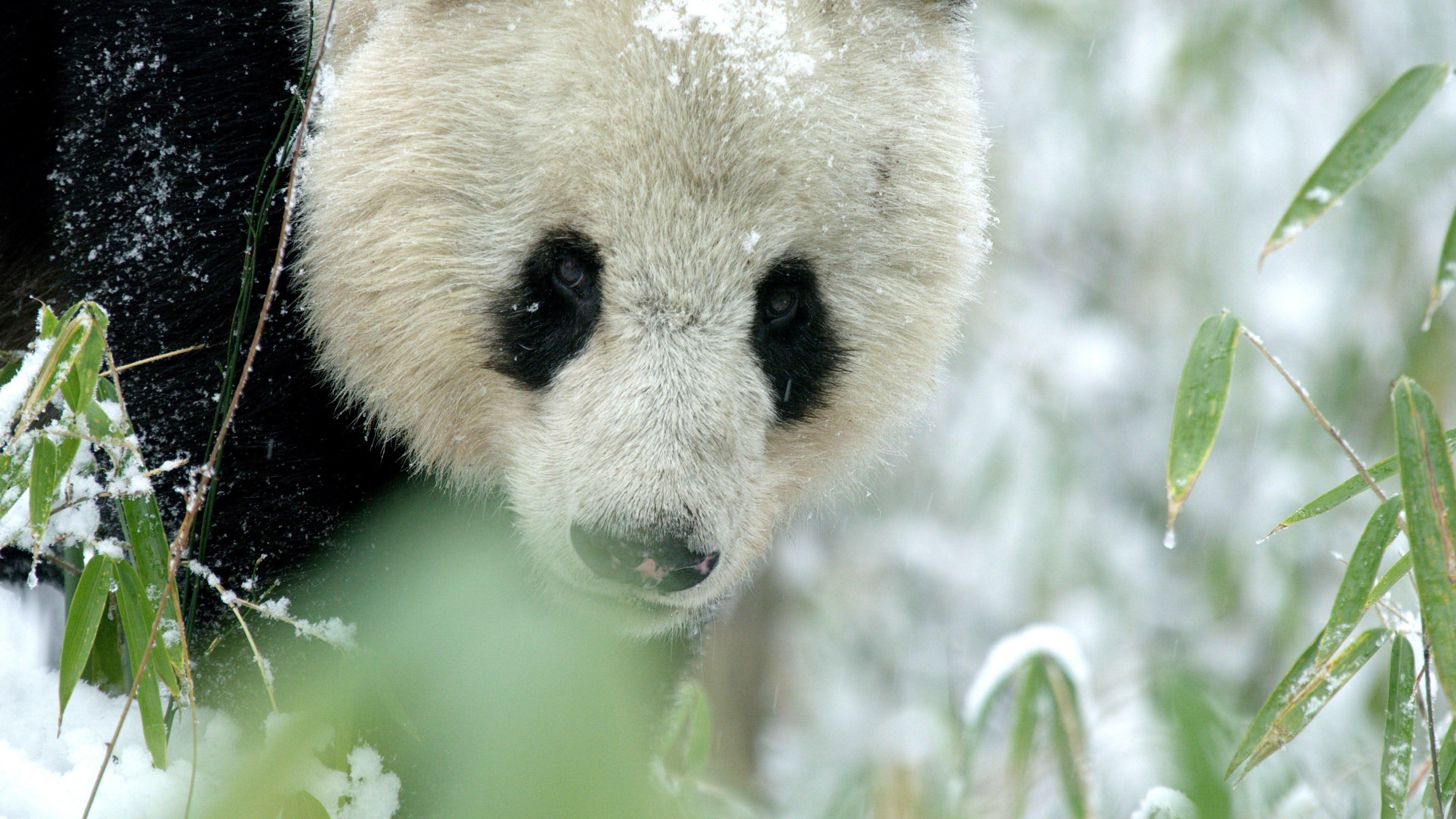 Cina - Meraviglie della natura