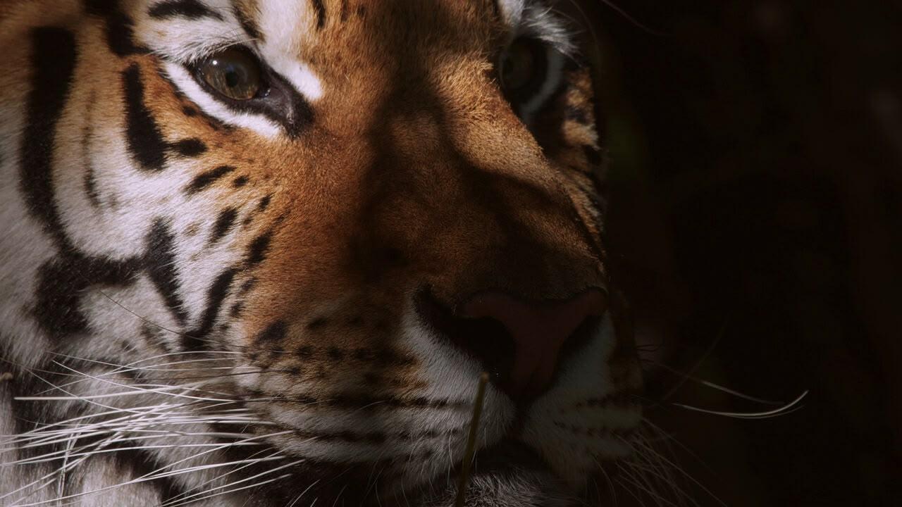 I grande manuale dei predatori