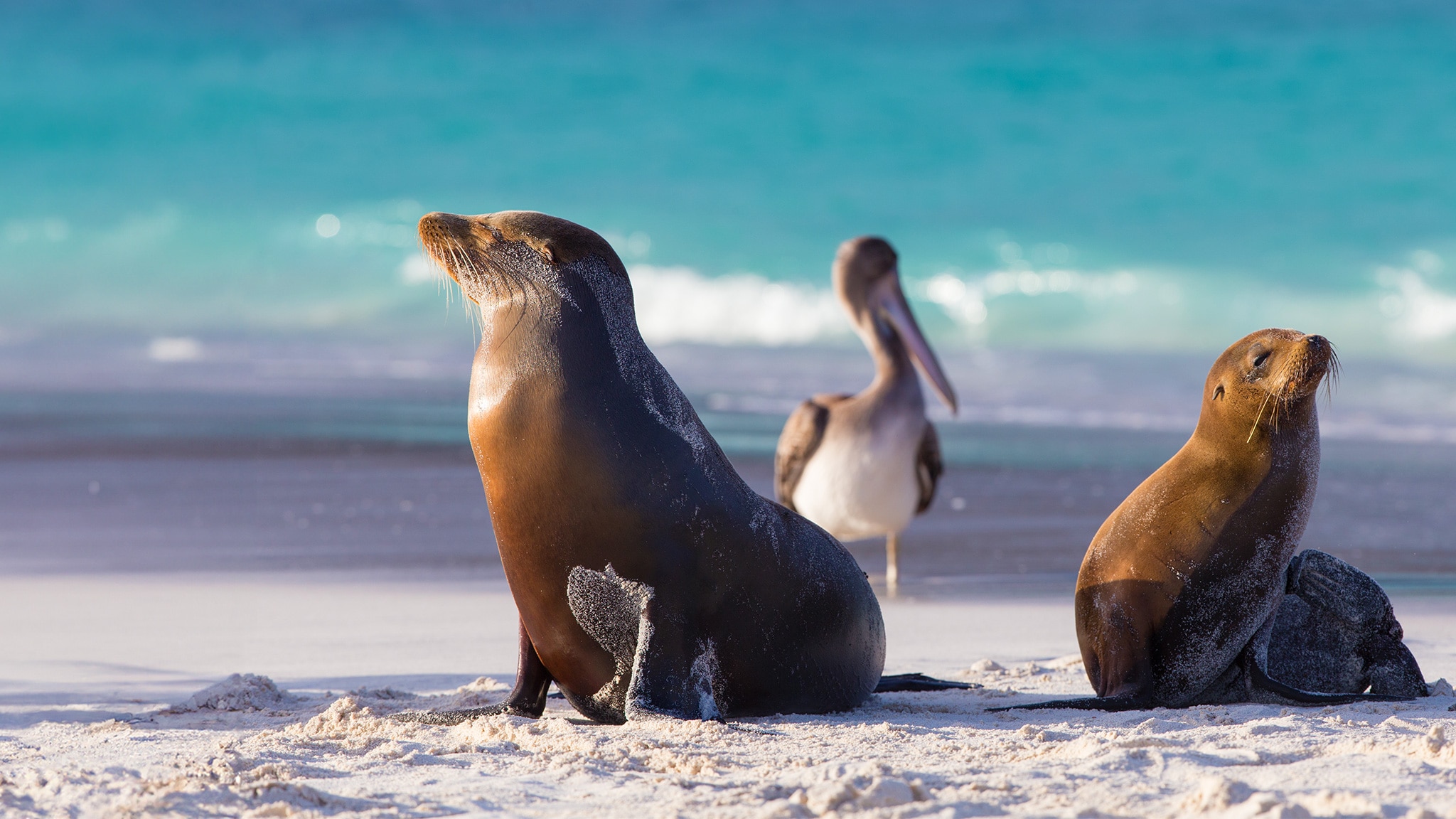 Ecuador, paradiso di biodiversità Dalle