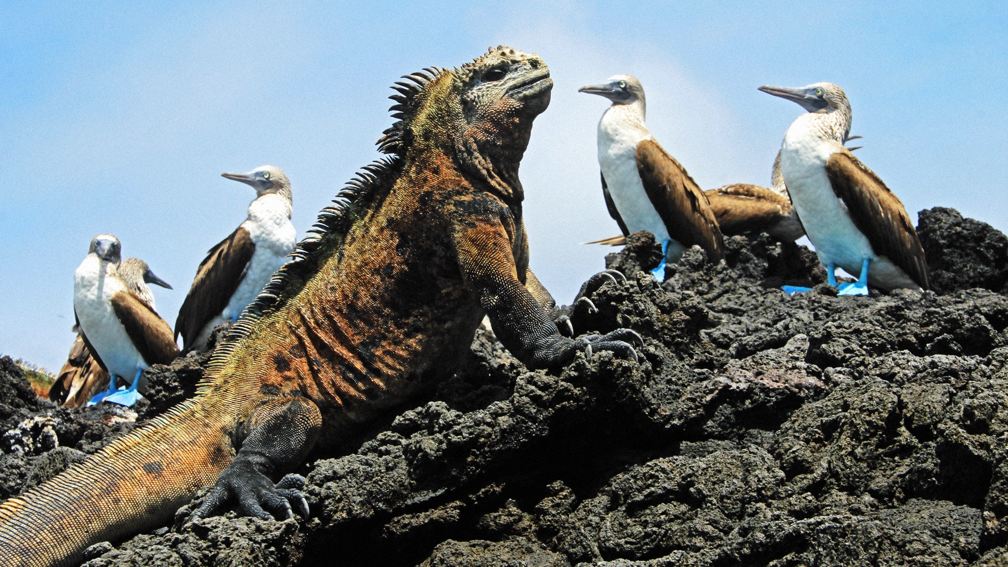 Evolution - Cinquanta sfumature di squal