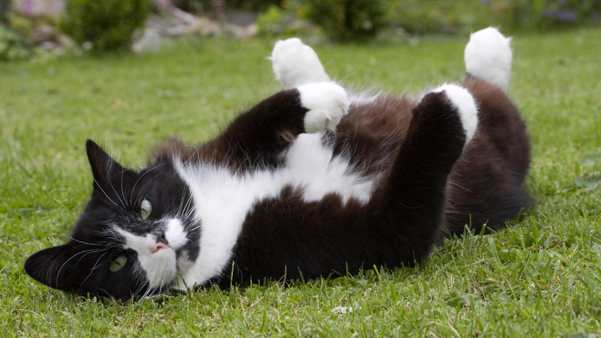 S1 Ep4 - Desperate House Cats