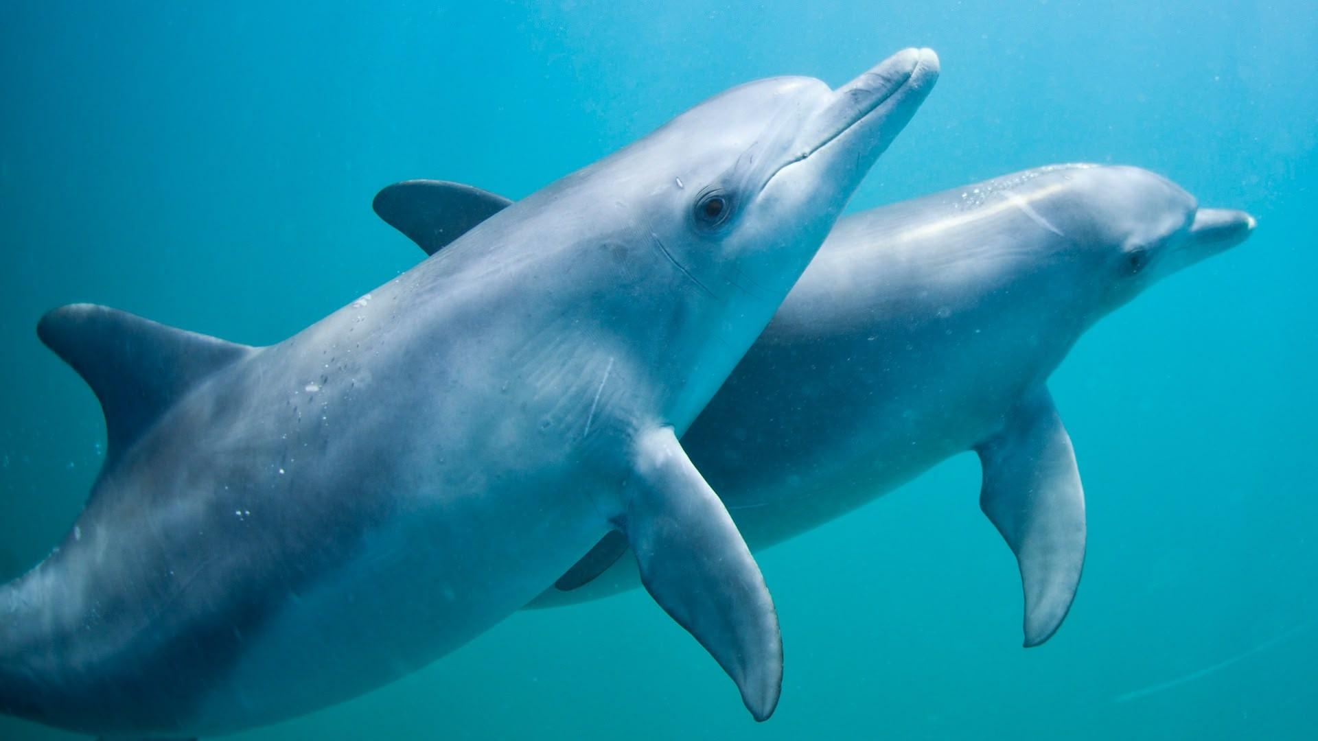 S1 Ep4 - Dolphin Days