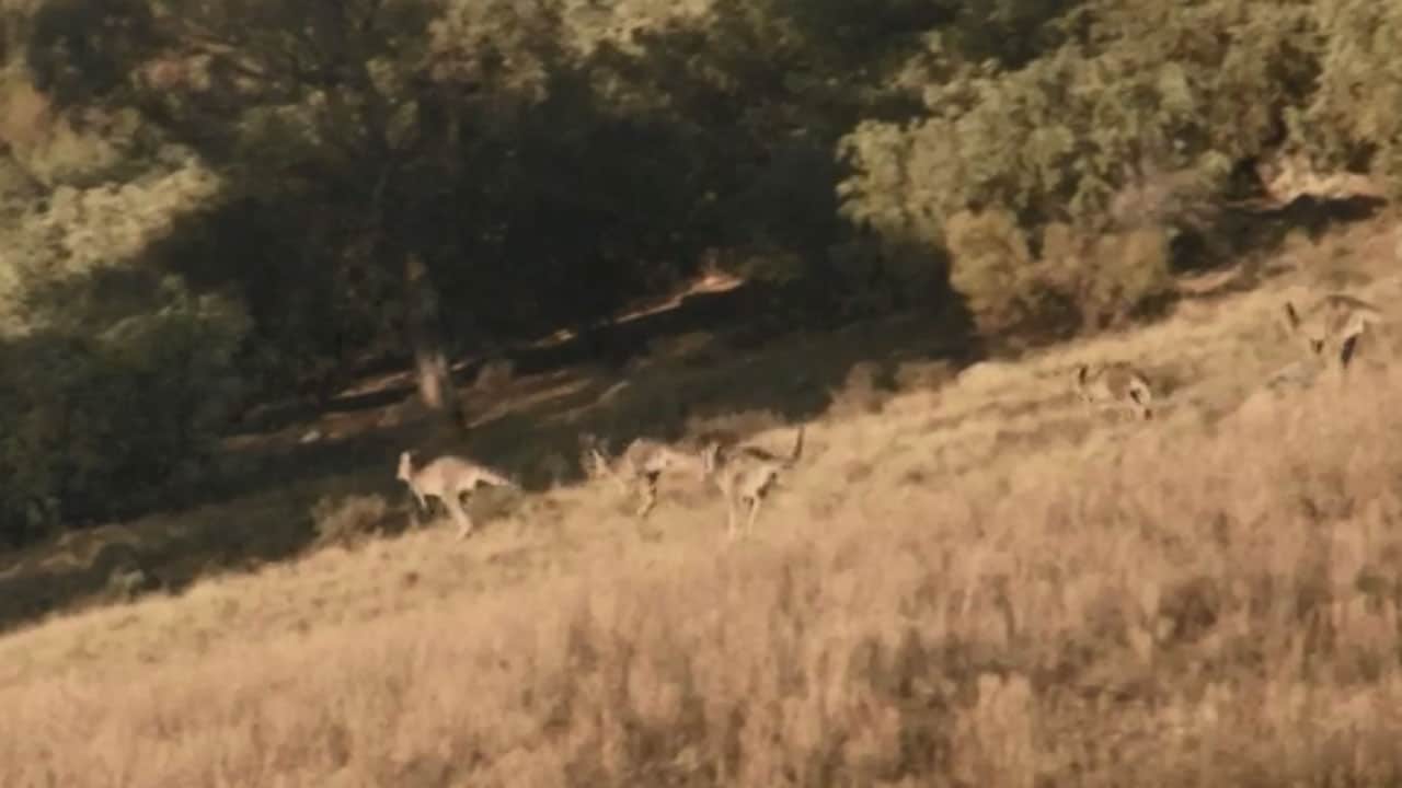 Re di cuori S3E8 - Sogni premonitori