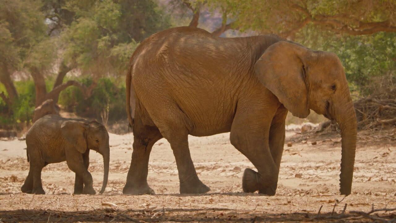 S1 Ep1 - Kalahari - Land of secret alliances