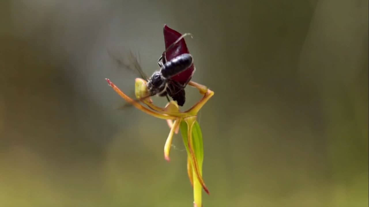 Lo strabiliante mondo delle piante - E2 - Riproduzione