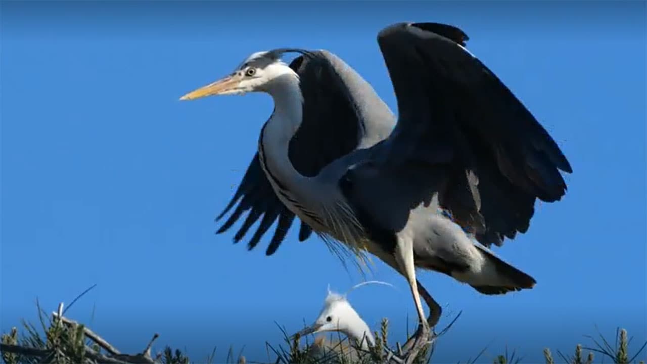 Wild Italy - S7E3 - L'antropocene Occidentale