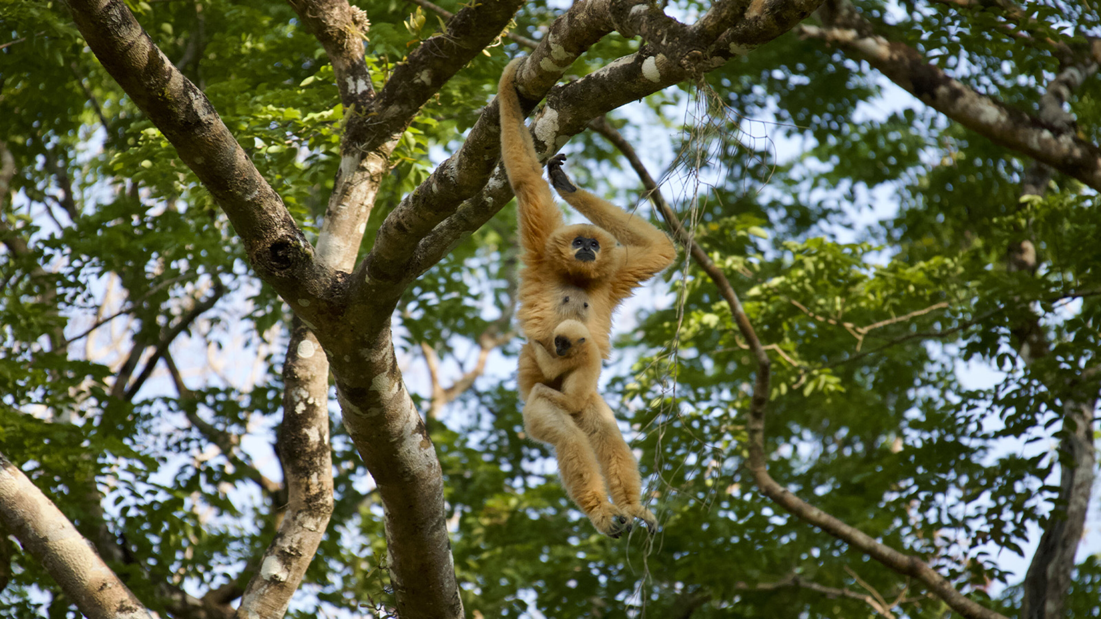 Untamed Vietnam - S1 Ep1