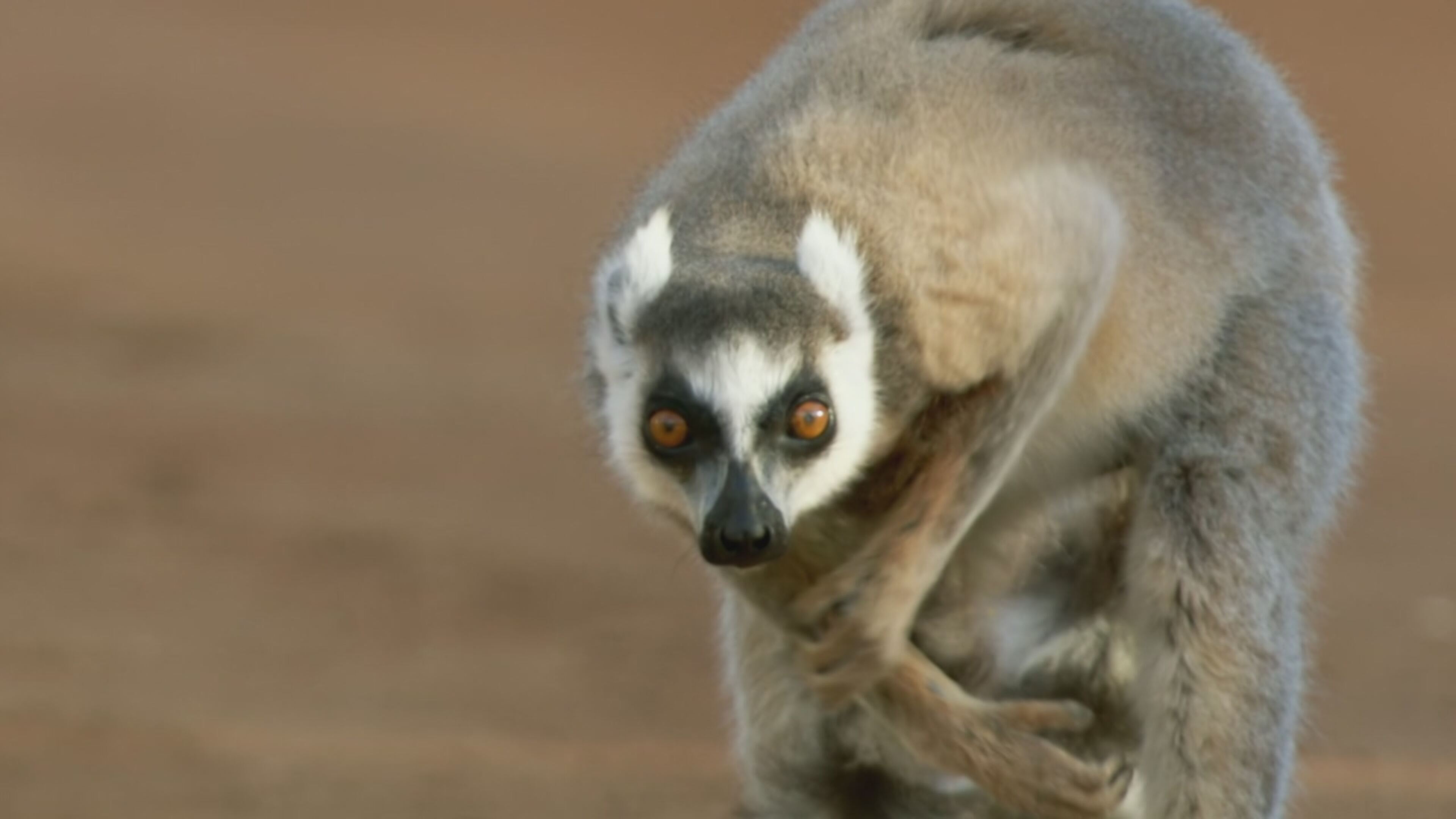 I campioni del regno animale - S1 Ep3 Gli animali piu' spettacolari