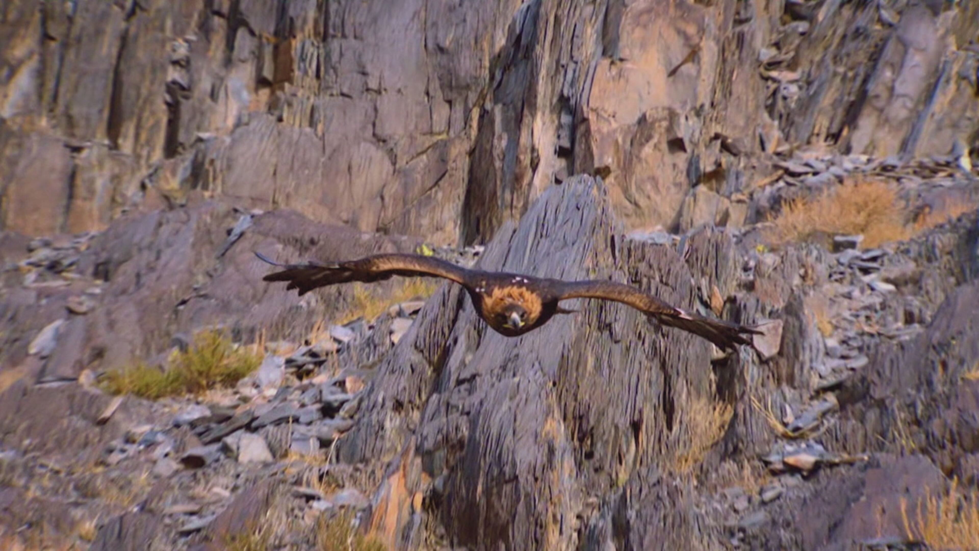 Battaglie animali - S1 Ep1 Furia fredda