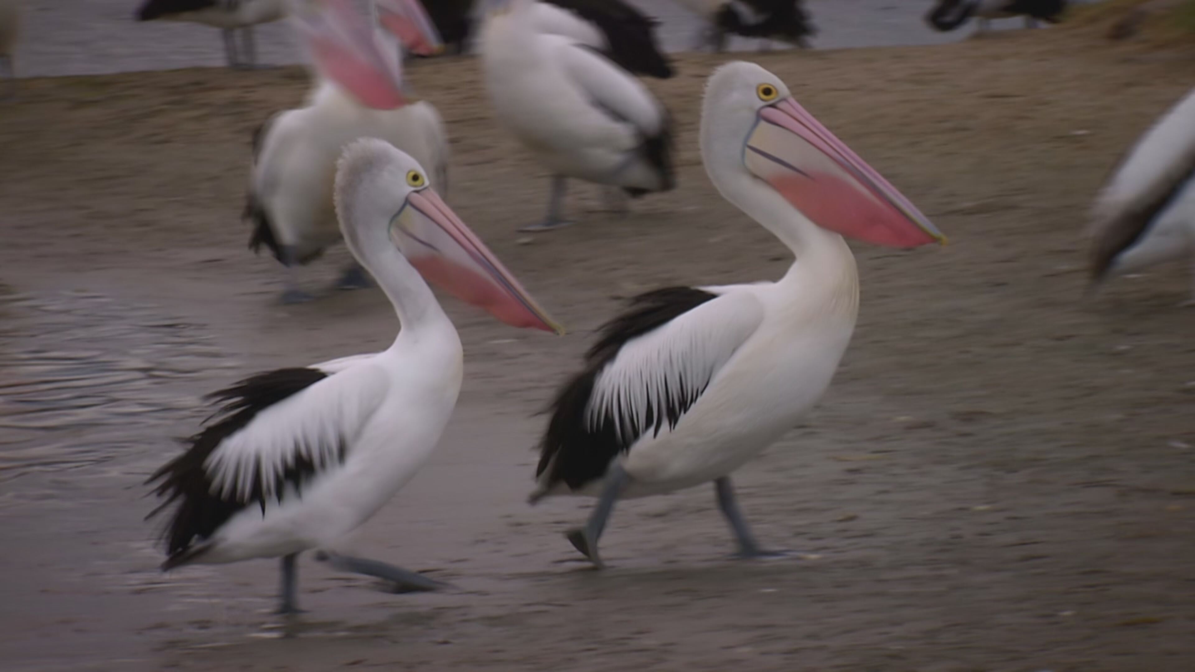 Battaglie animali - S1 Ep2 Caldo torrido