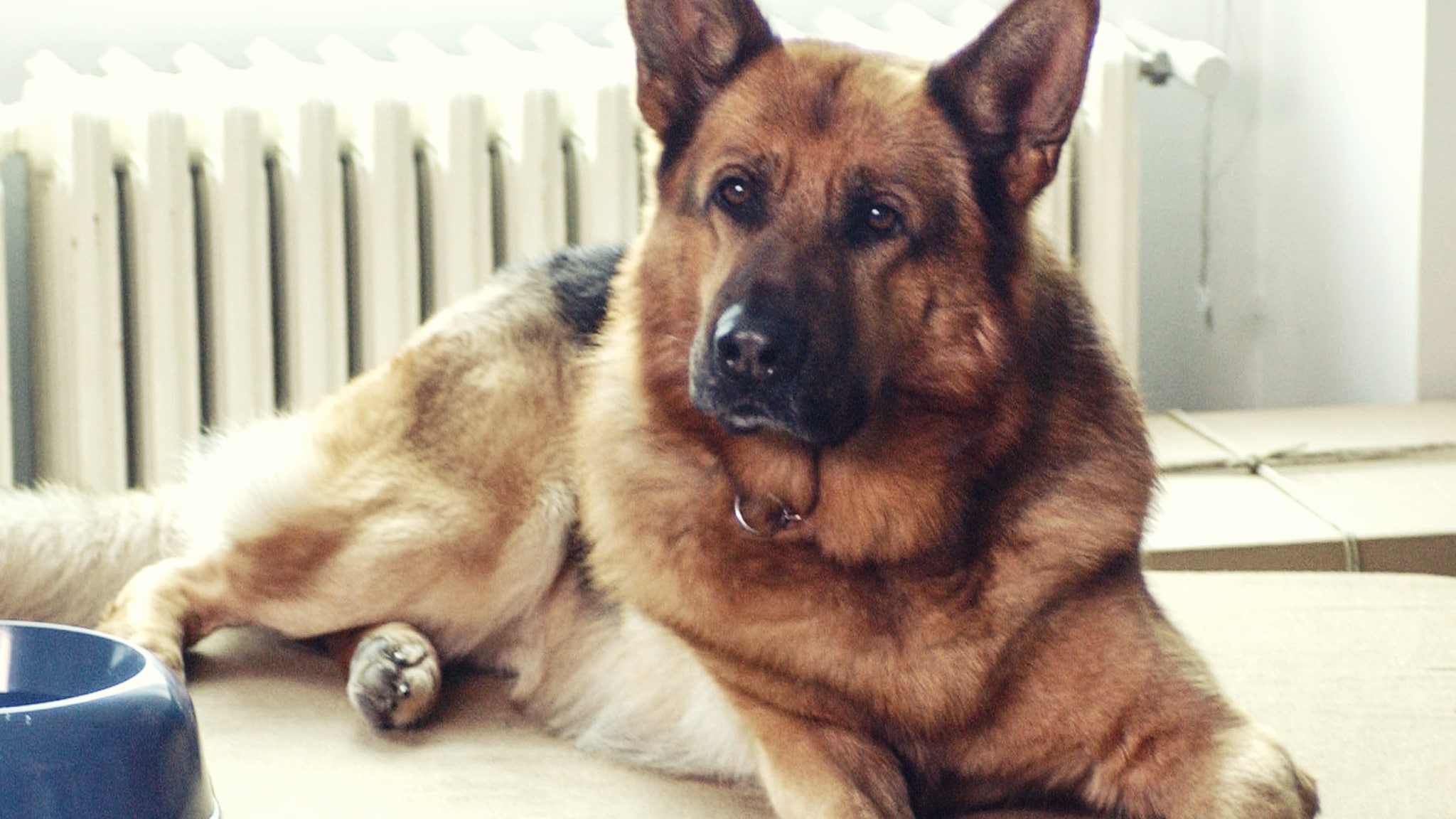 Il Commissario Rex 2 - L'ultimo caso di