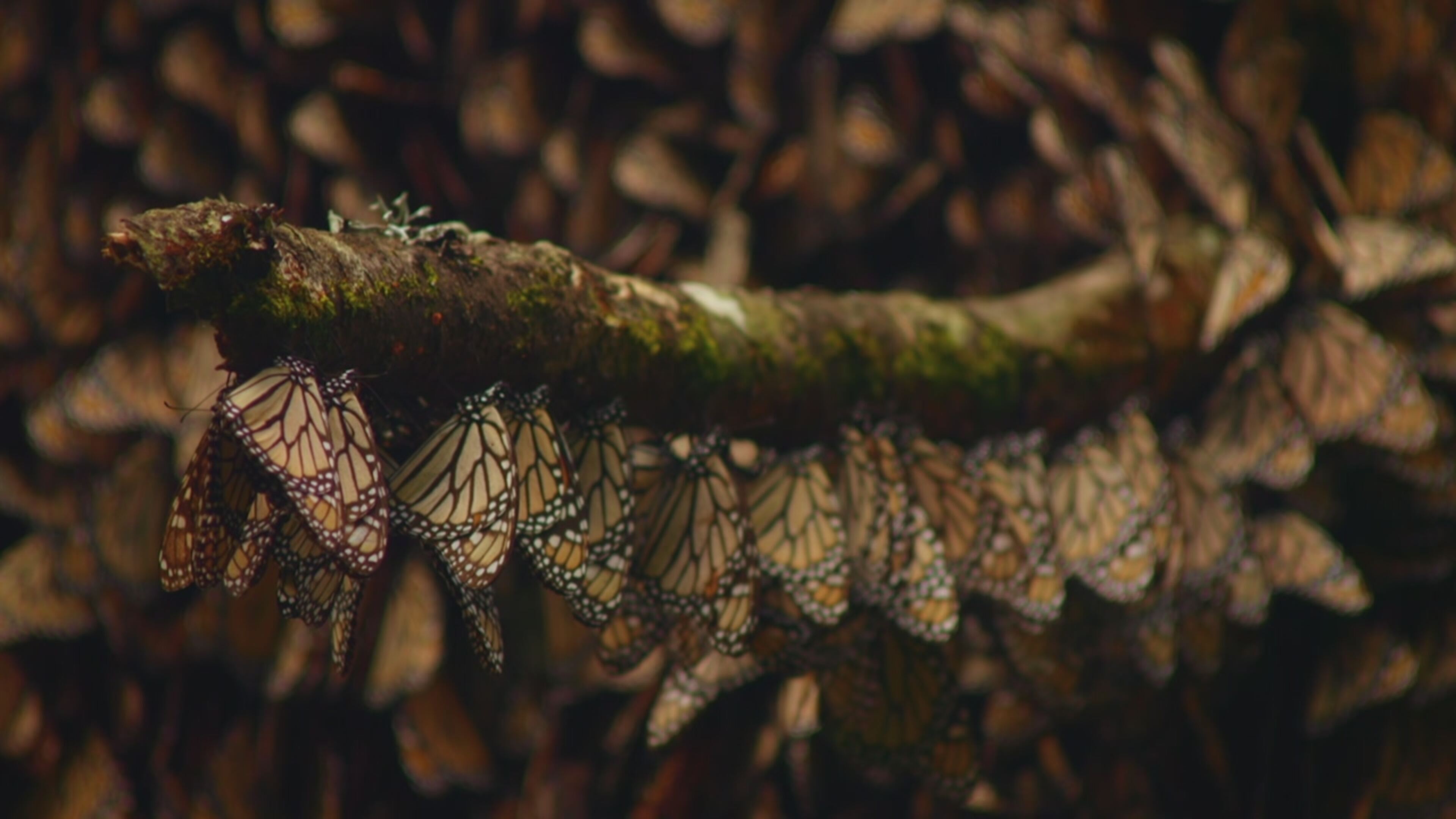 Battaglie animali - S1 Ep3 Foreste selvagge