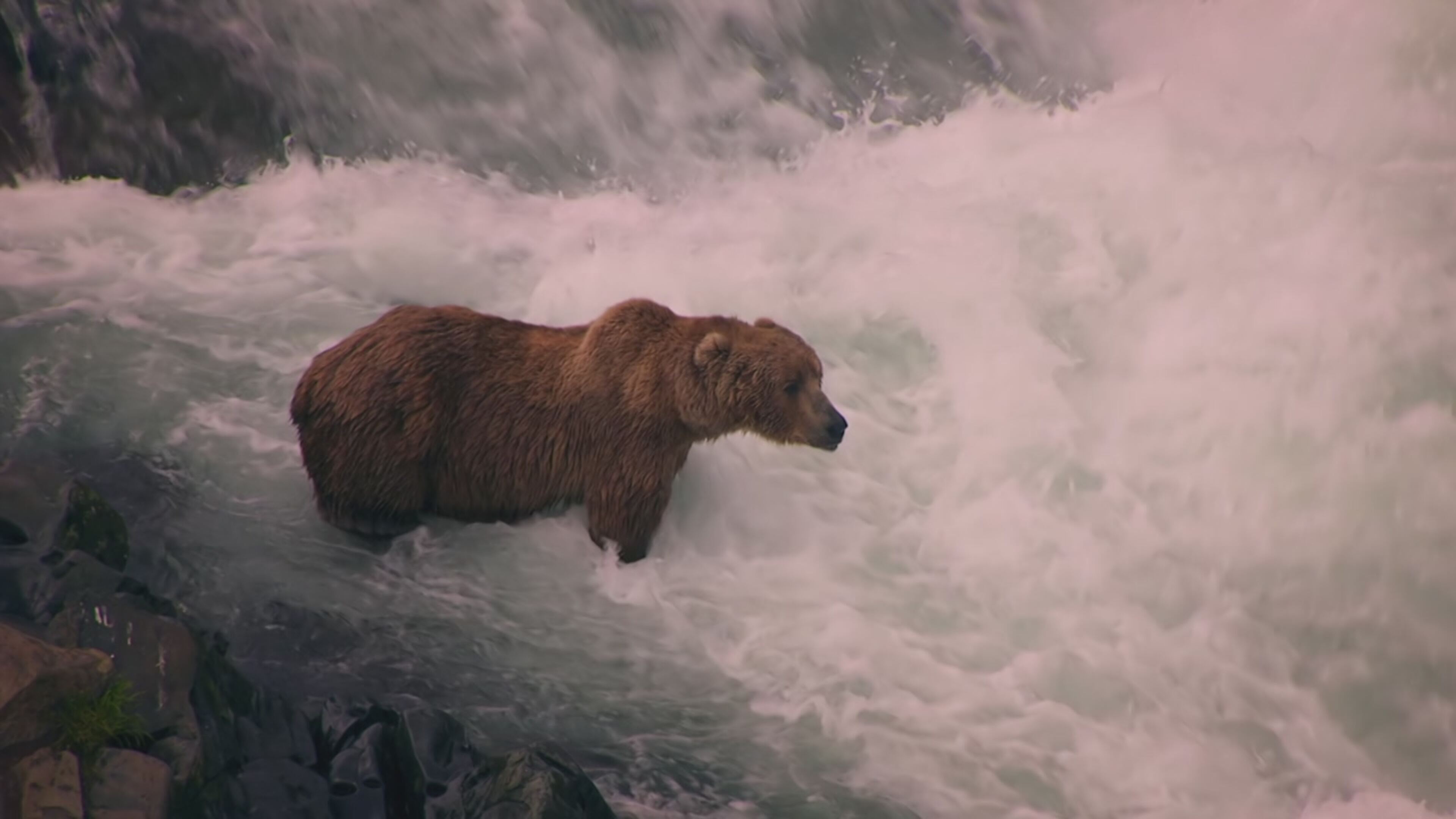 Battaglie animali - S1 Ep4 Acque mortali