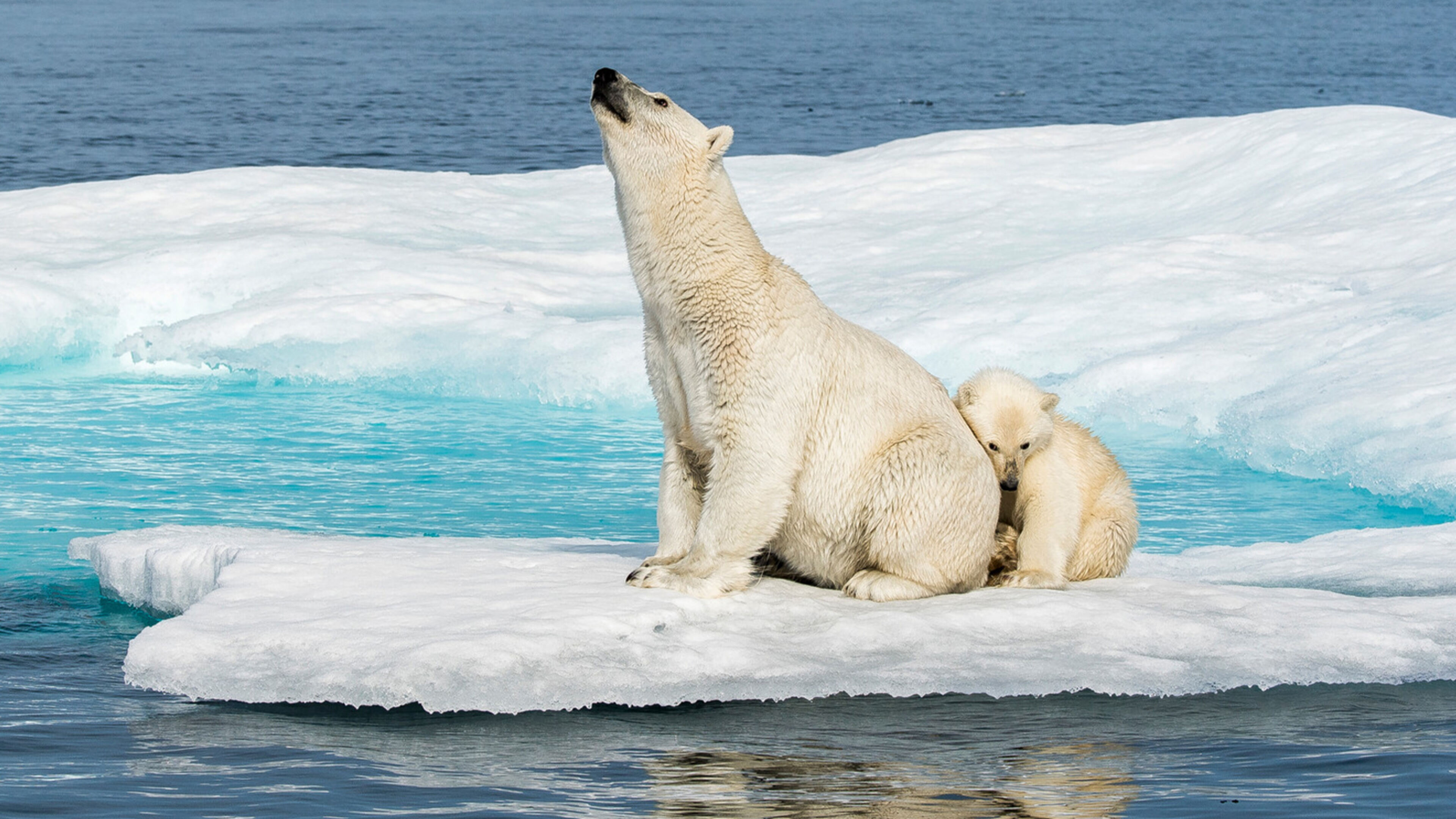 Frozen planet - Incanto di ghiaccio - S2 Ep6 Il nostro pianeta di ghiaccio