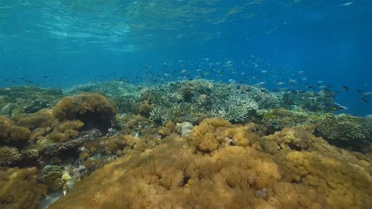 Into The Blue S1E4 - Flores Banda Sea