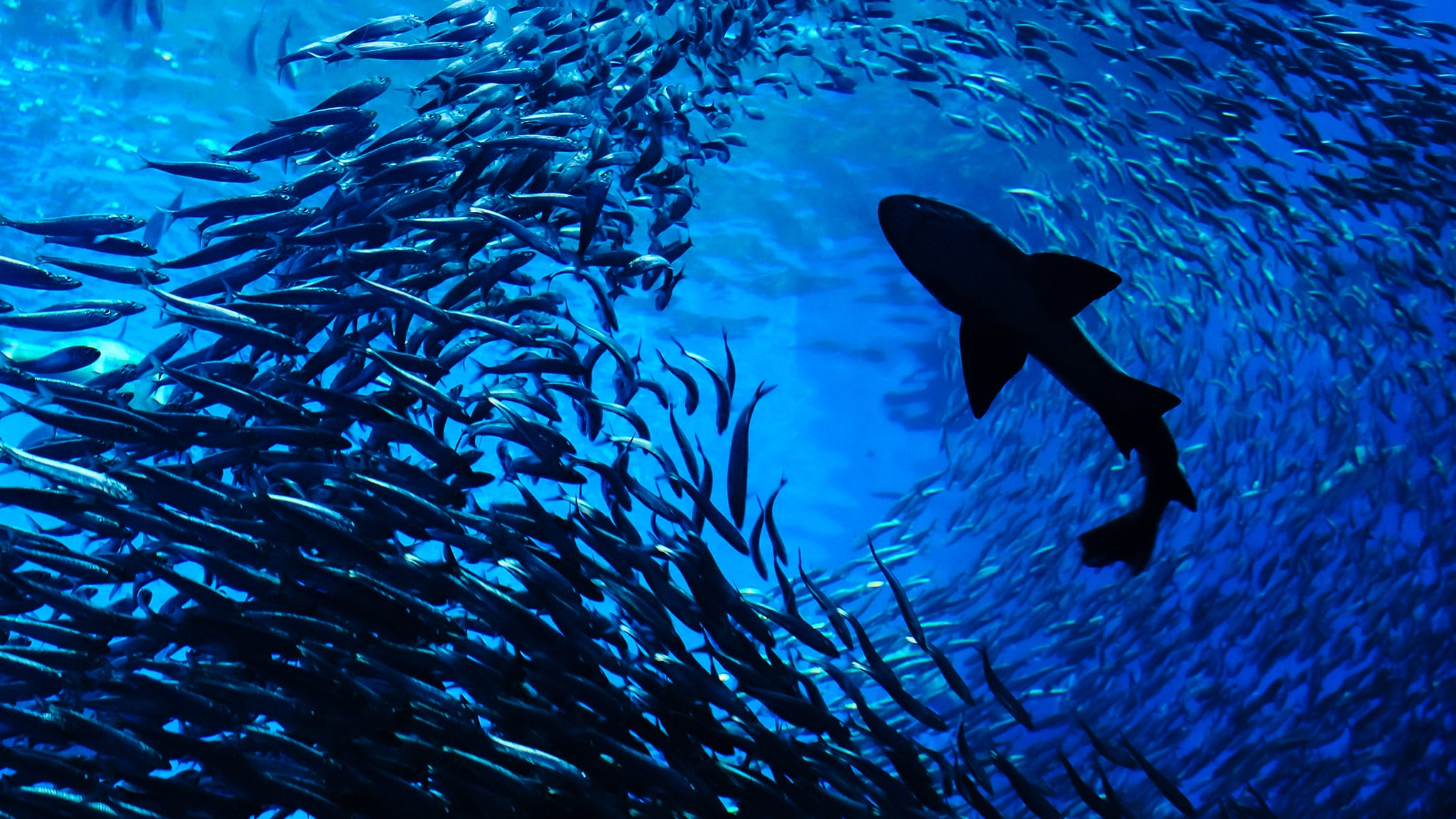 Cacciatori del Mediterraneo - S1E1