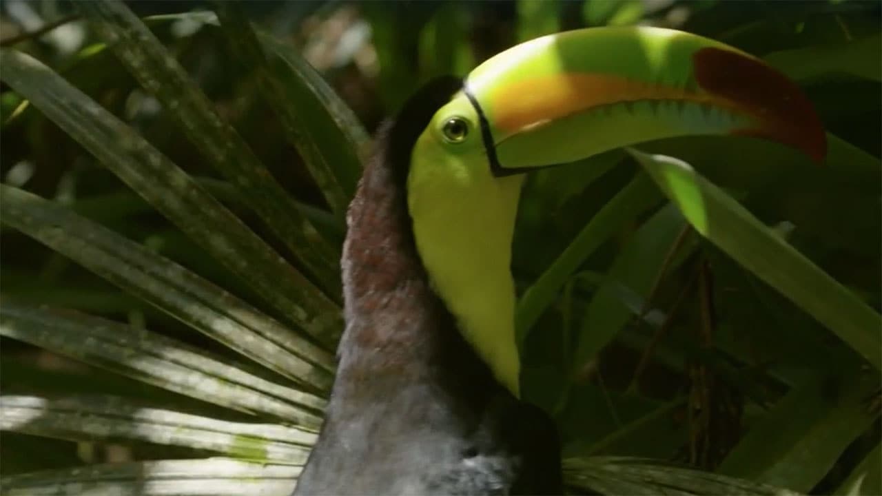 Messico selvaggio S1E2 - Lotta per il dominio