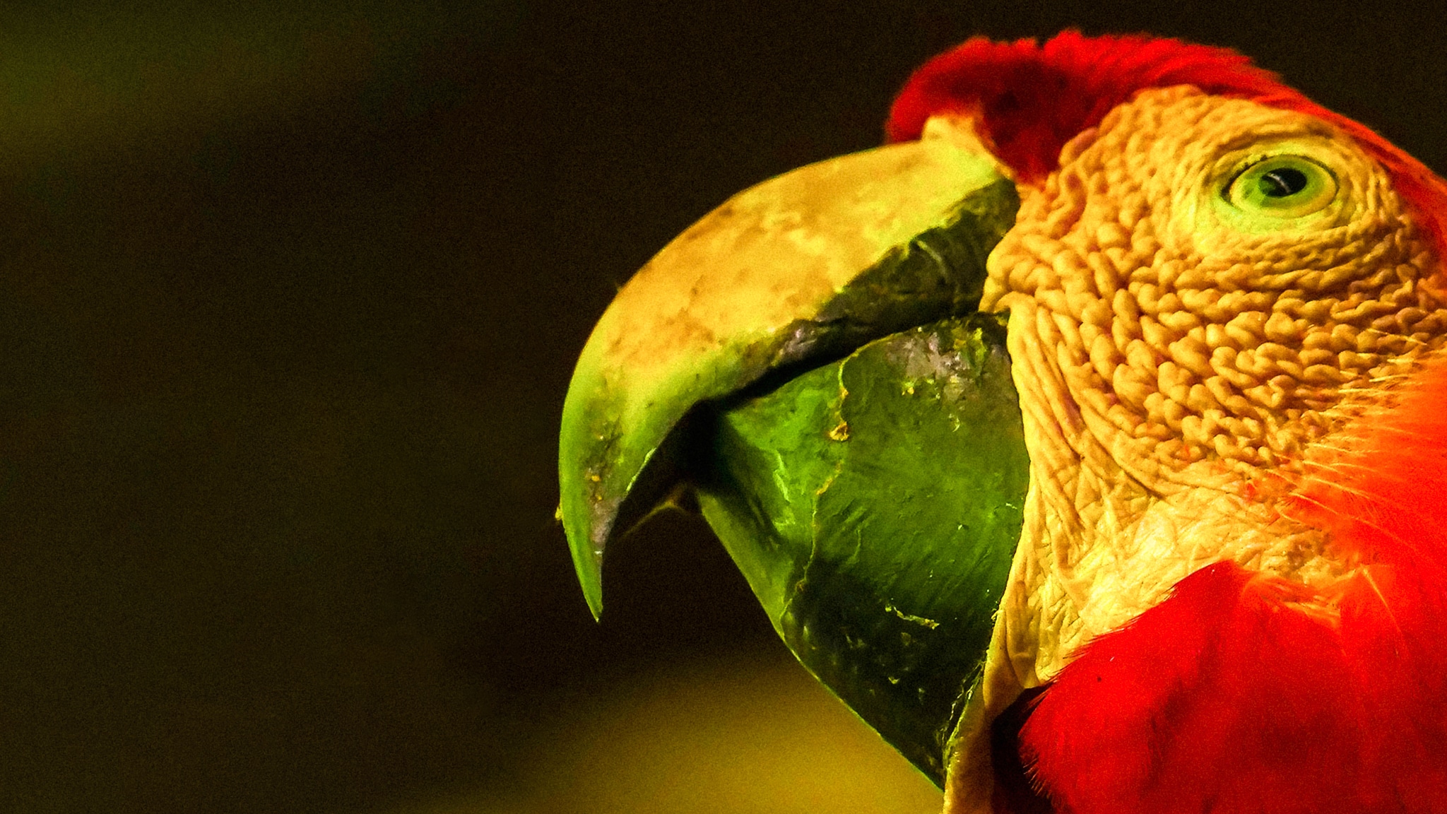 Evolution - Wild Perù pt 2