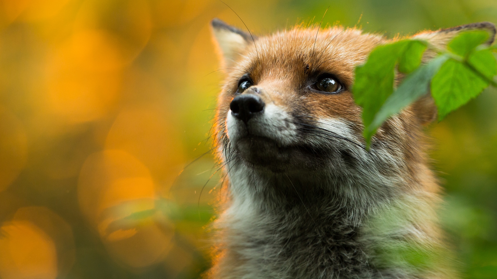 Evolution - Selvatici ma non troppo