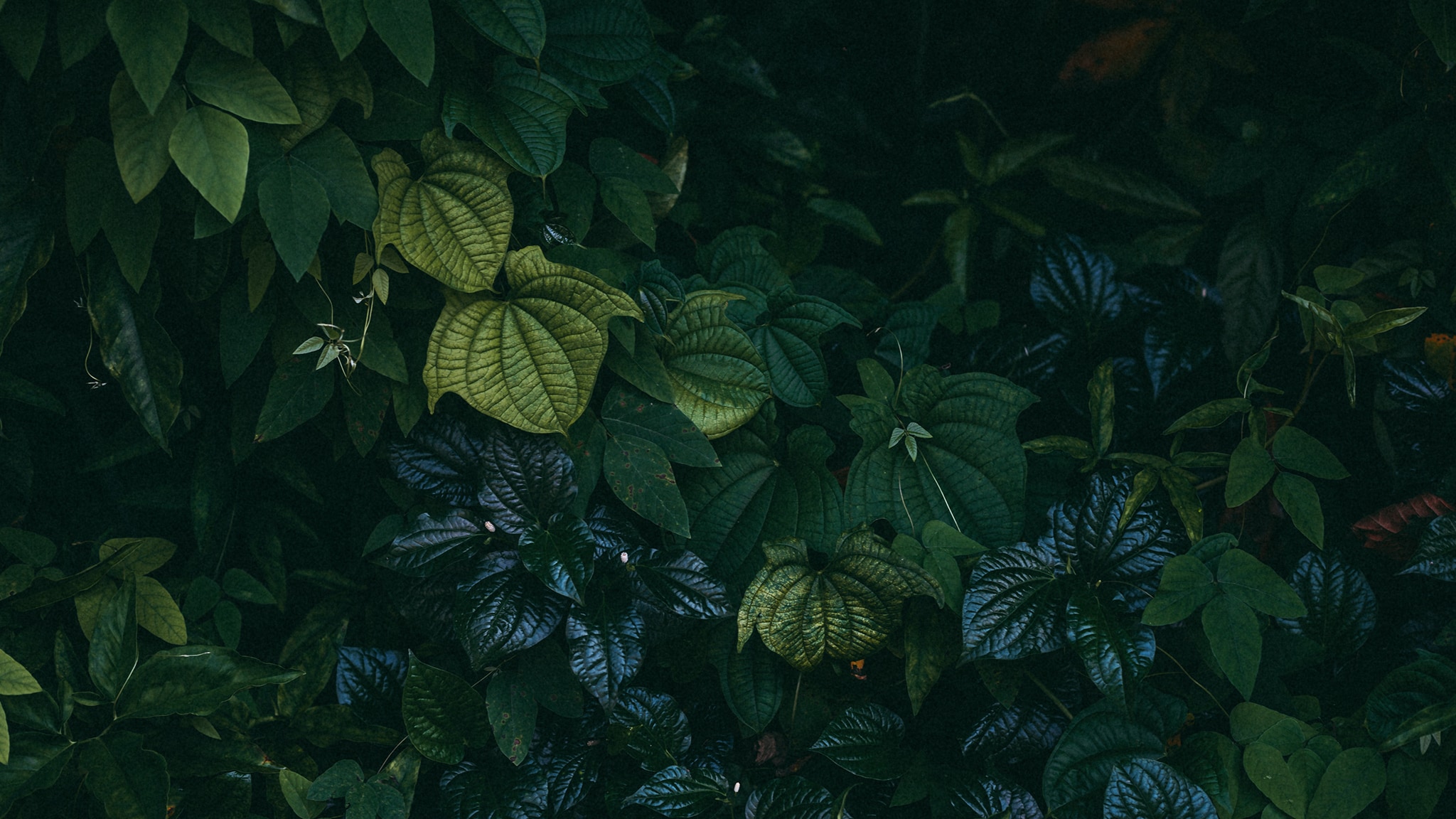 Lo strabiliante mondo delle piante Ep.1