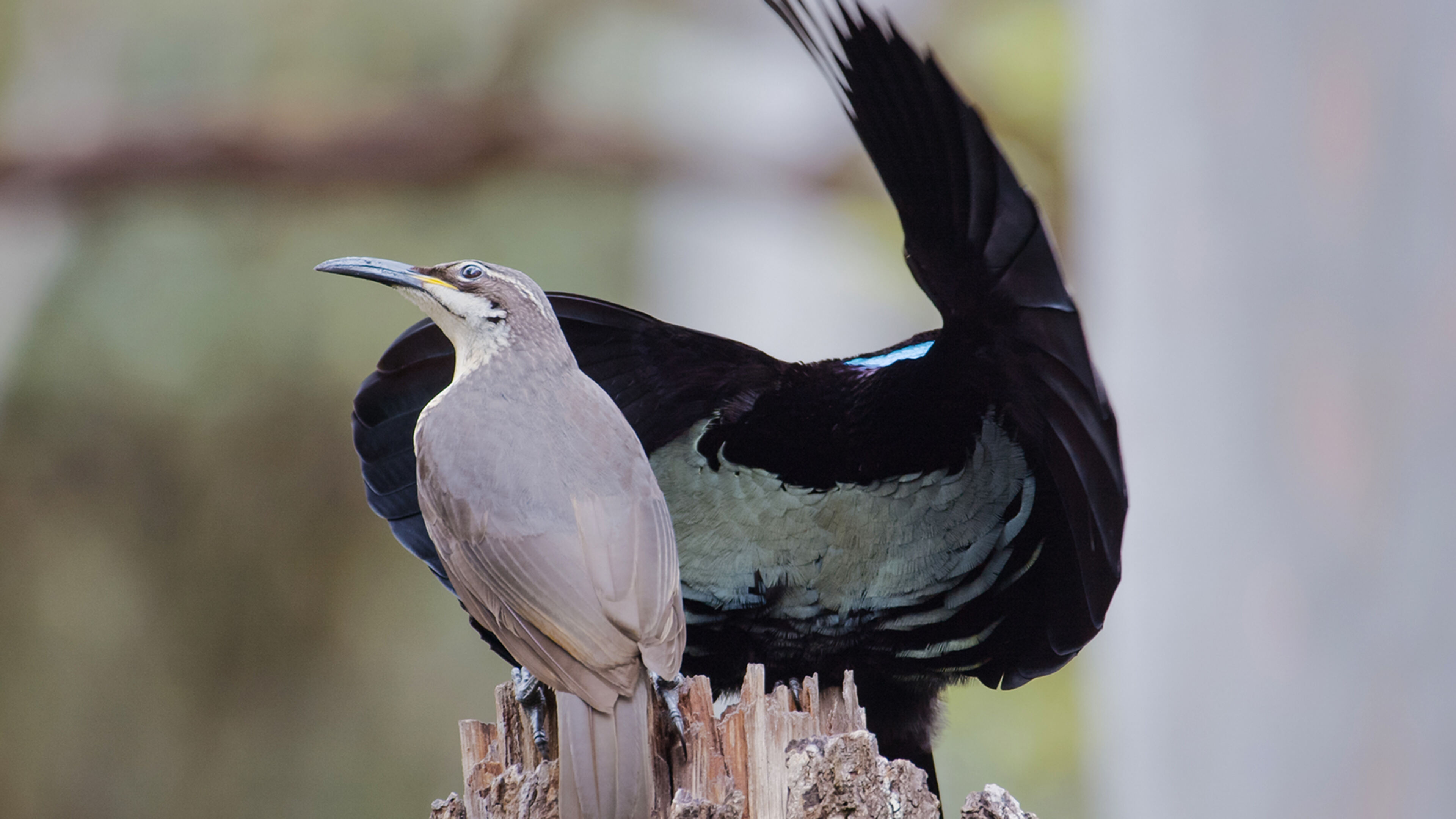 I fantasmi della foresta - Regia di G. Spanner; AUS 2022