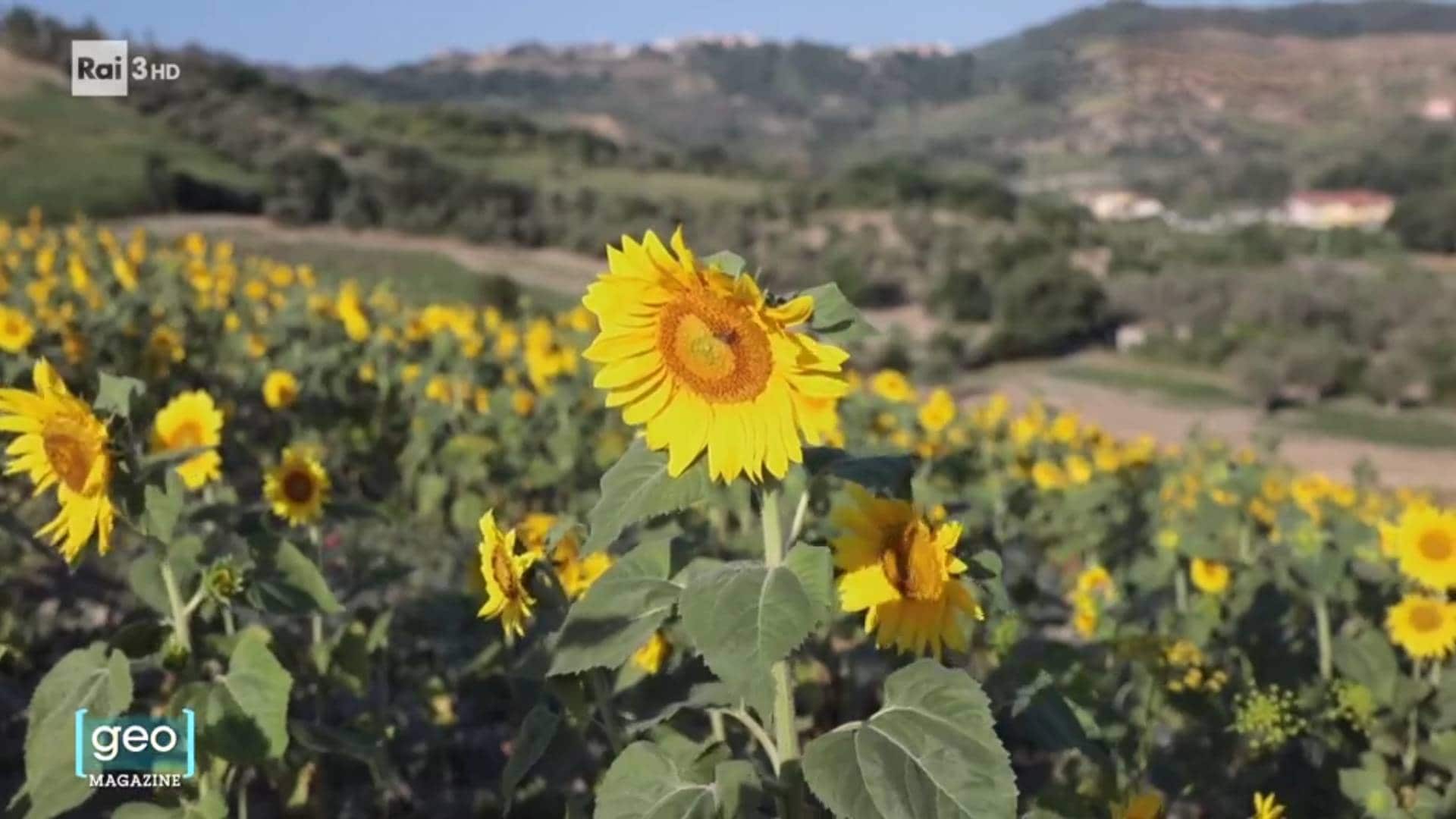 Geo Magazine del 07/08/2025 - Geo Magazine - 07/08/2025