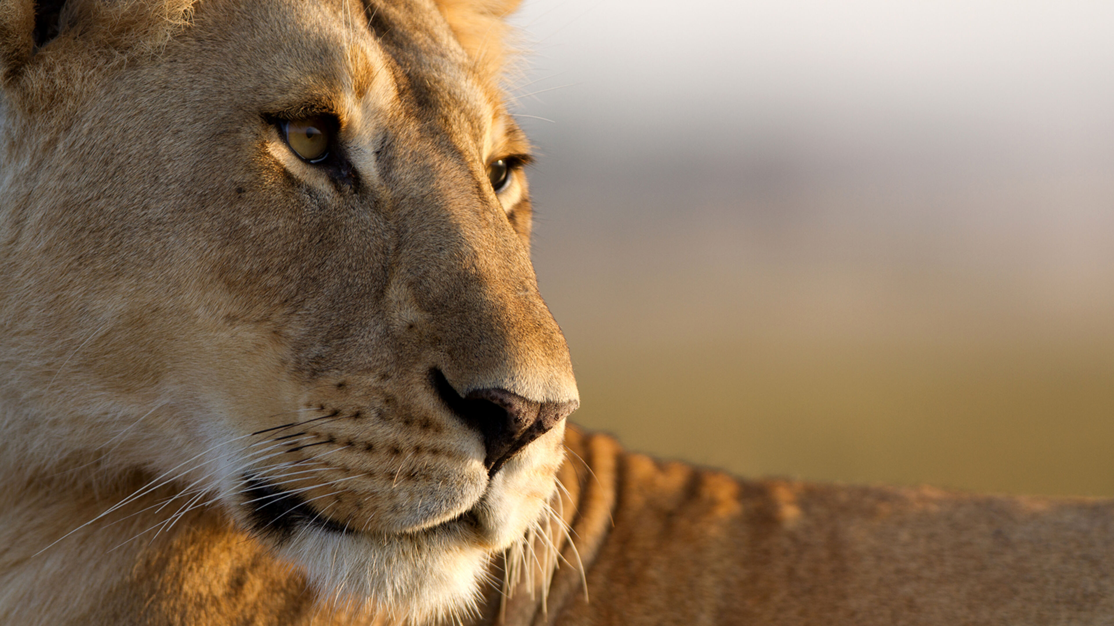 Dynasties - S1 Ep3 Leone