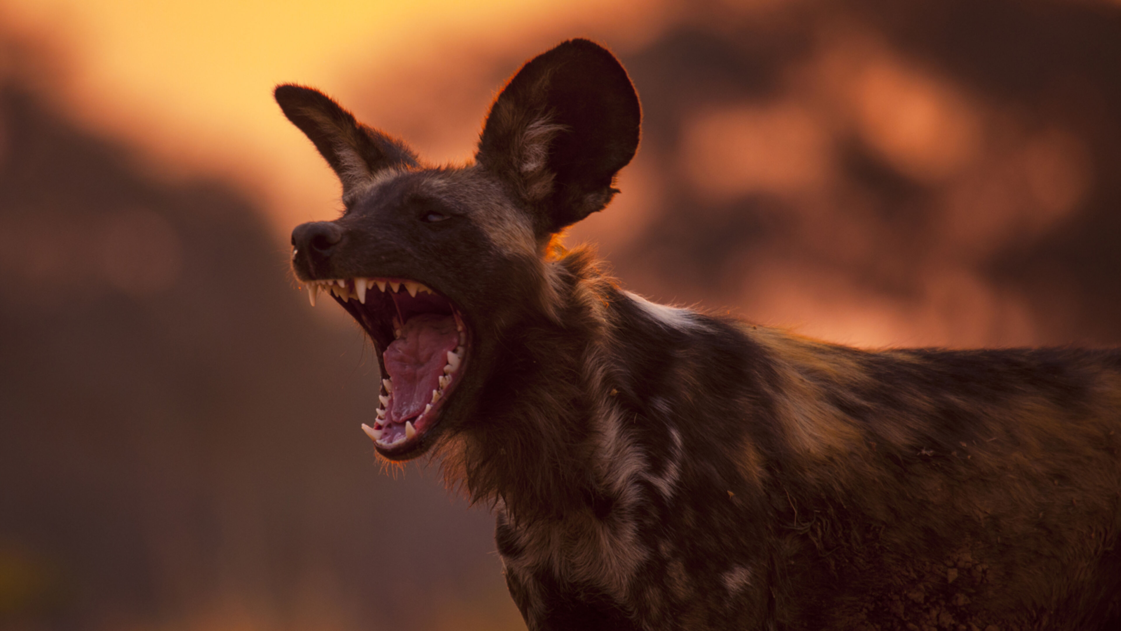 Dynasties - S1 Ep4 Licaone