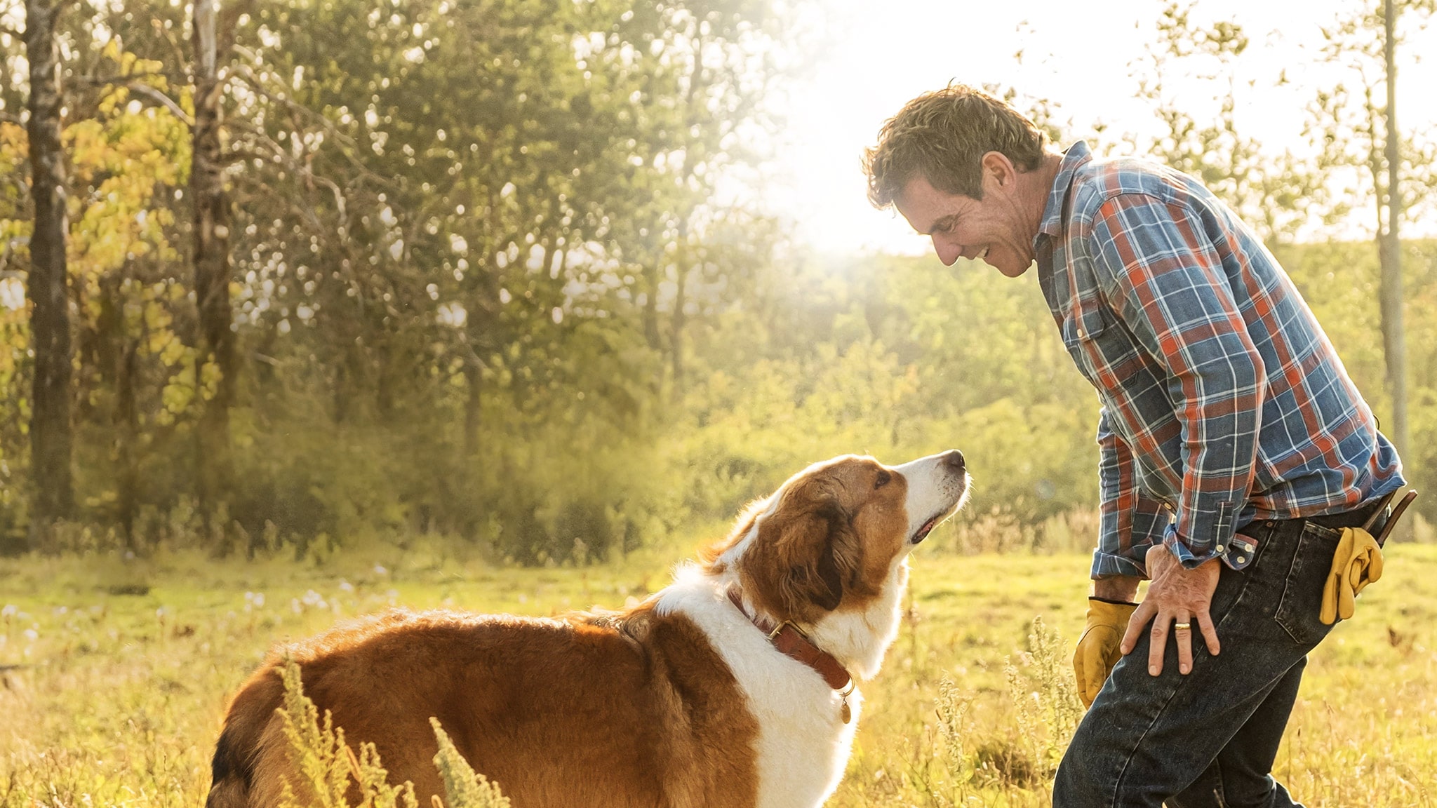 Qua la zampa 2 - Un amico è per sempre