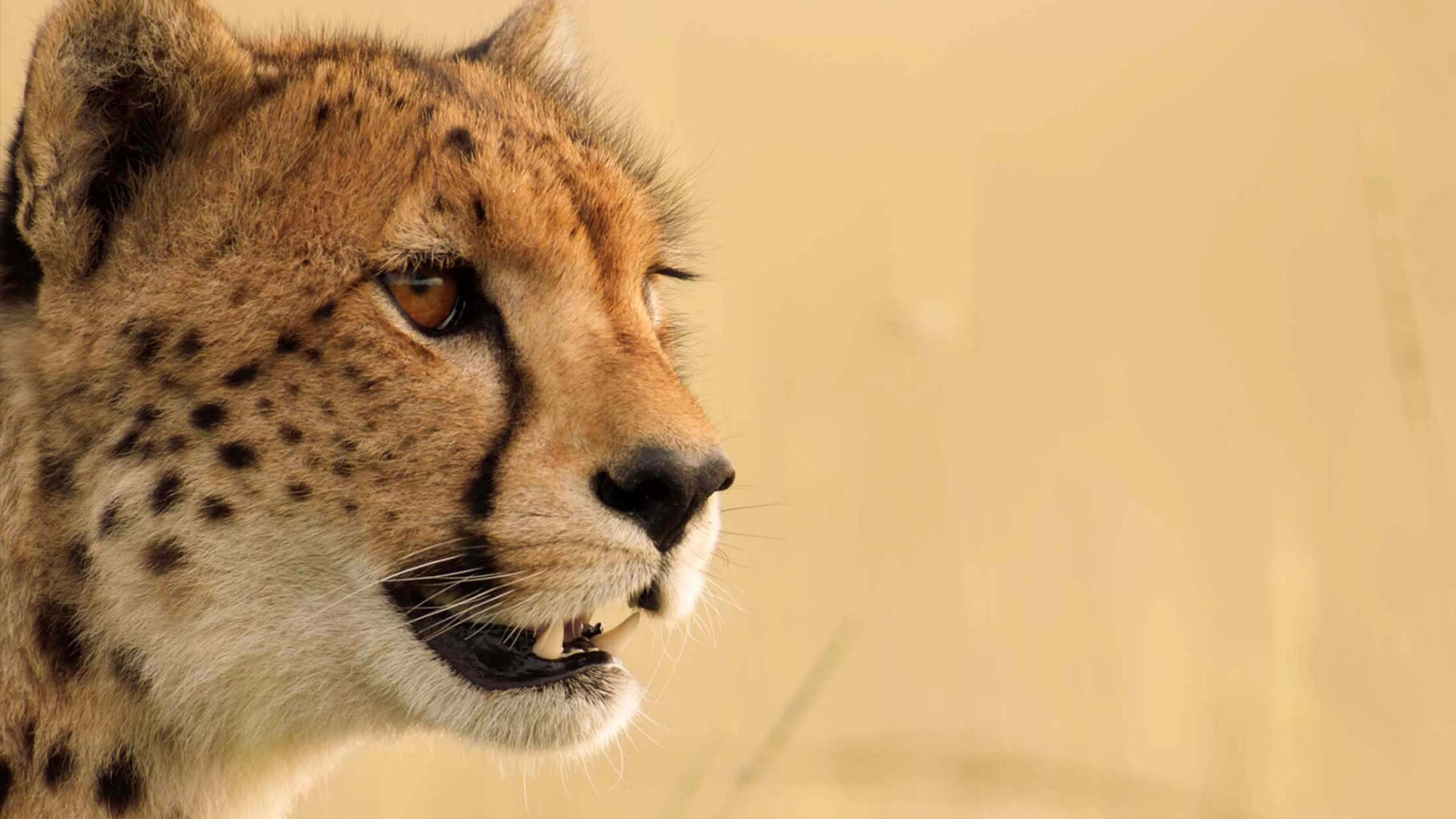 Dynasties - L'avventura della vita - S2 Ep2 Puma