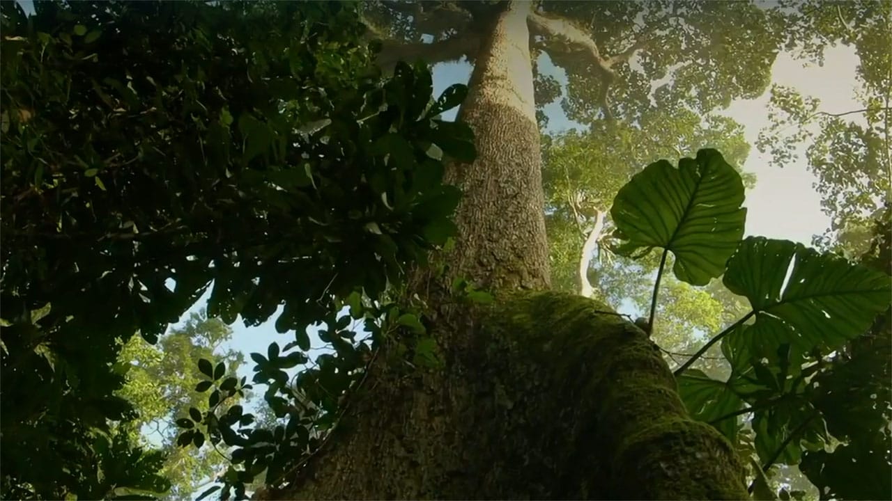 Radici della vita - S1E1 Una noce dura da rompere