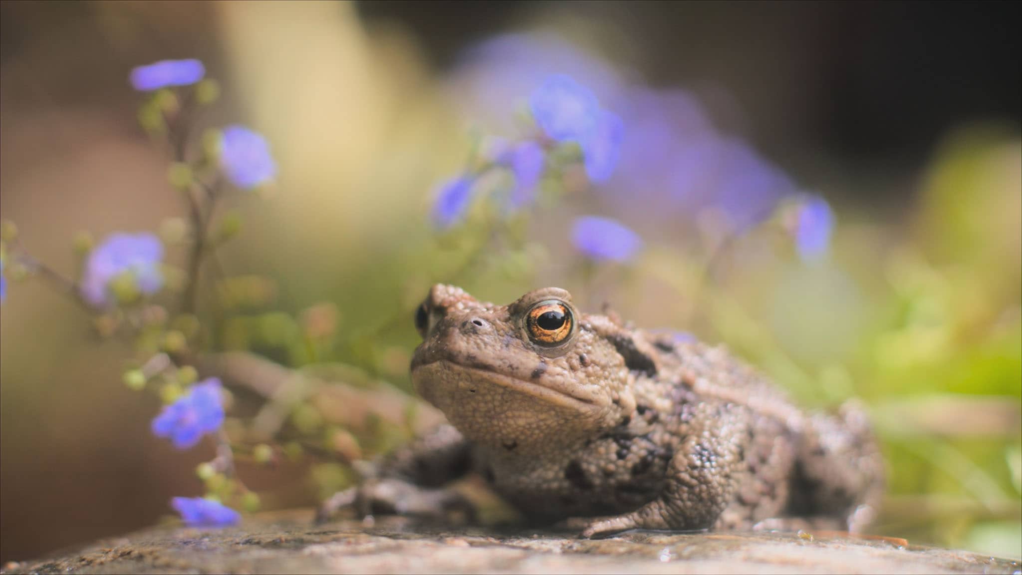 Olga da Polga - S1E2 - Olga in azione