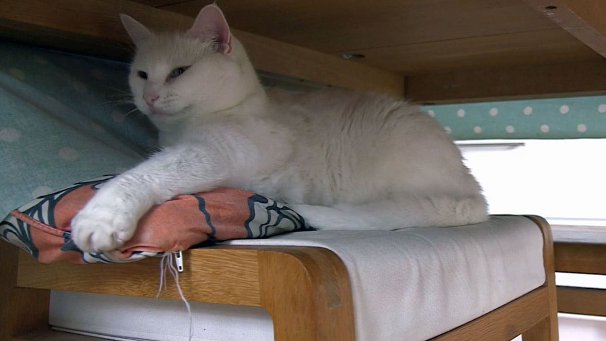 La verità sui gatti - S1E2 Il leone nel tuo grembo