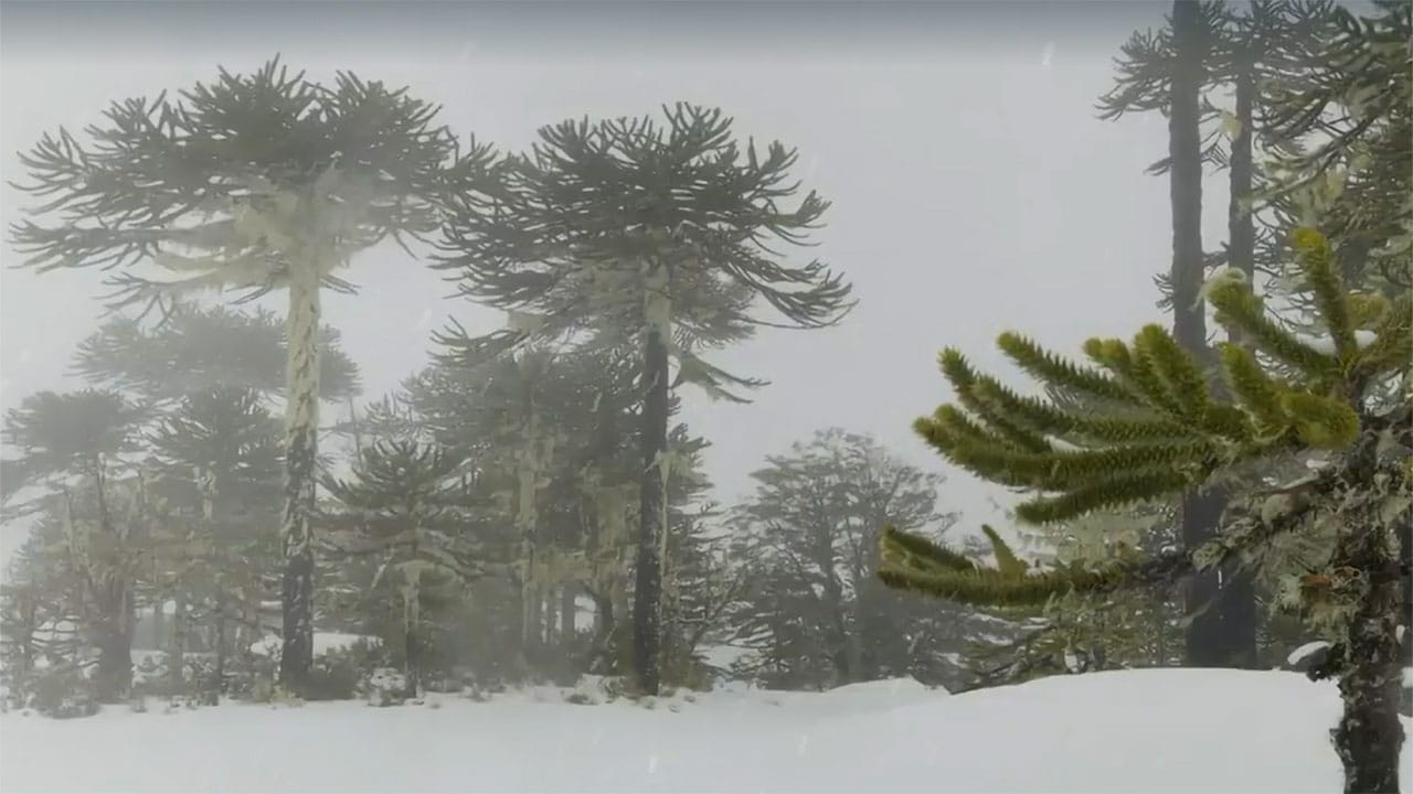 Radici della vita - S1E3 L'ultimo baluardo