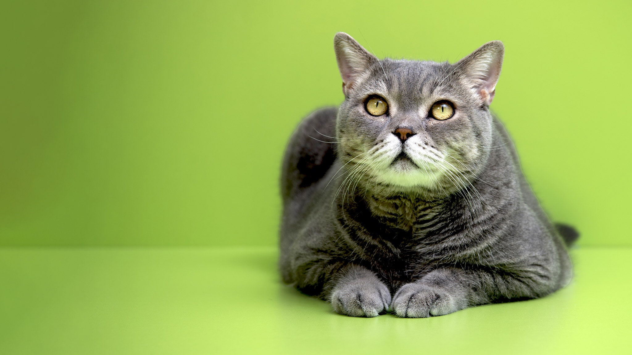 La verità sui gatti ep. 1 Una vista da g