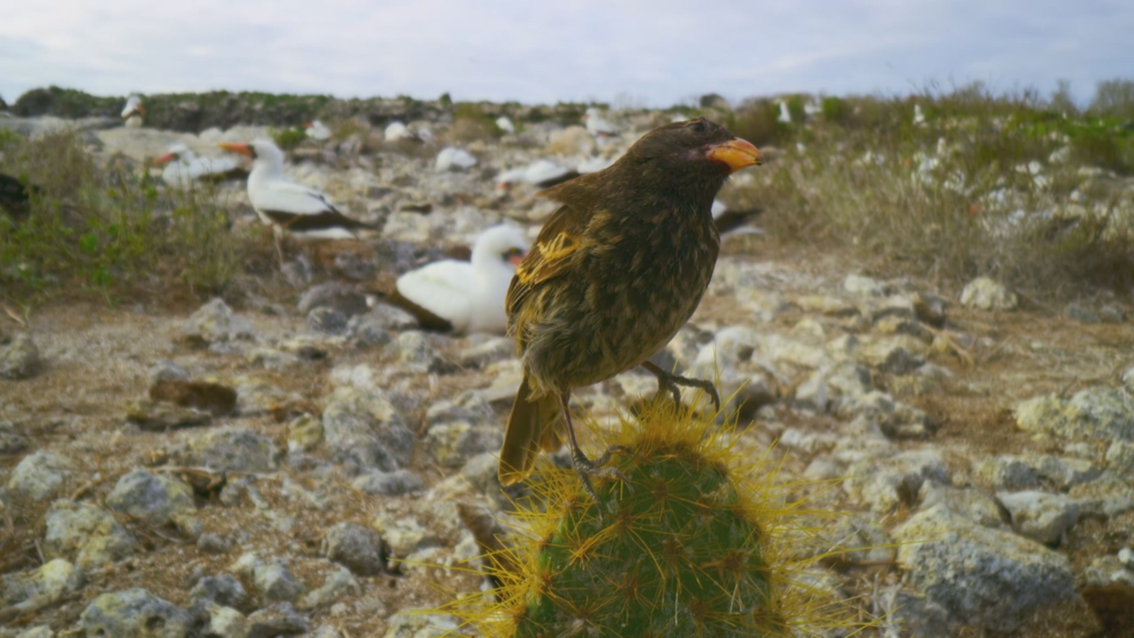 Eden pianeta selvaggio - S1 Ep4 Galapagos: le isole incantate