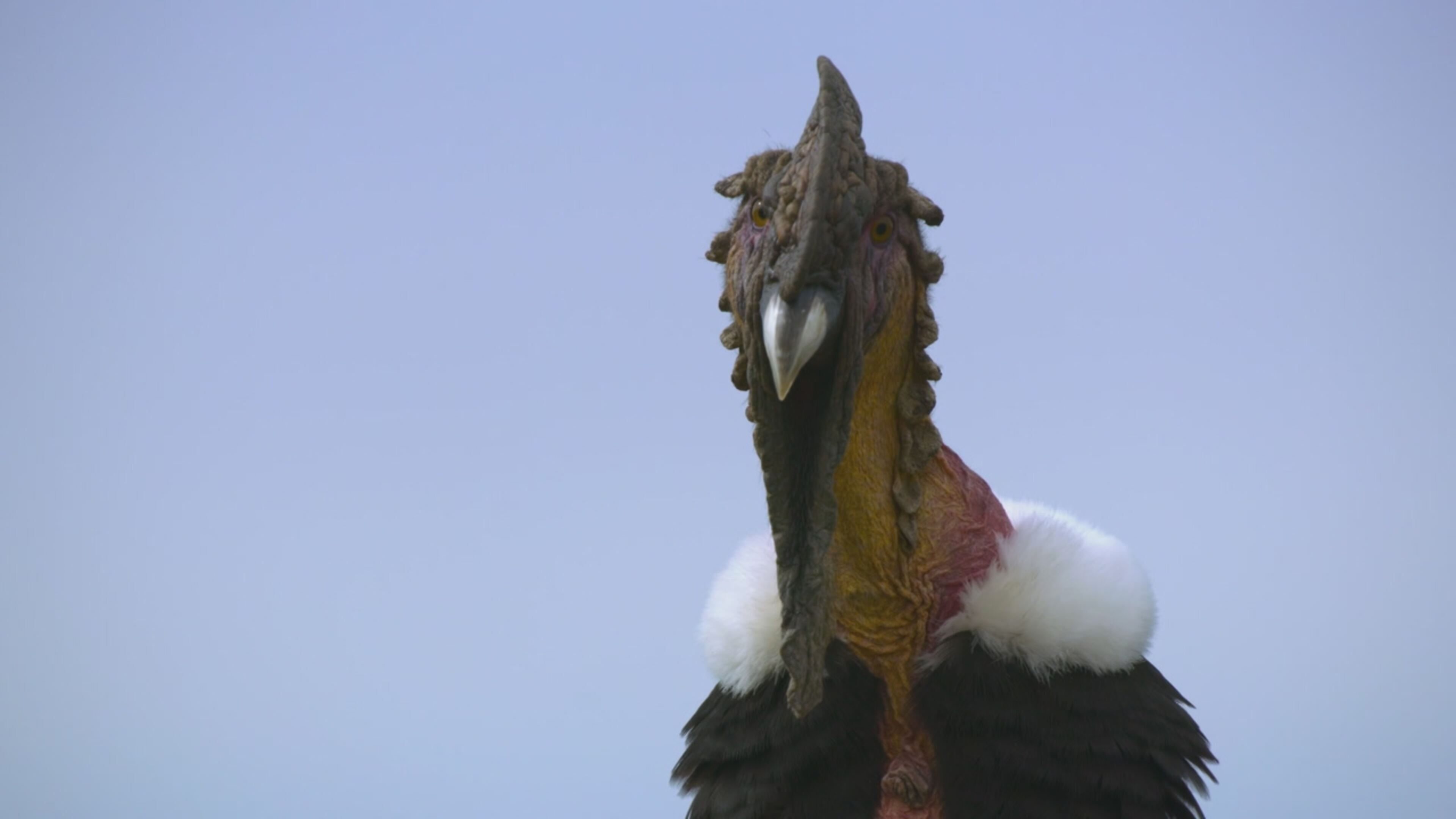 Eden pianeta selvaggio - S1 Ep5 Patagonia: la fine del mondo