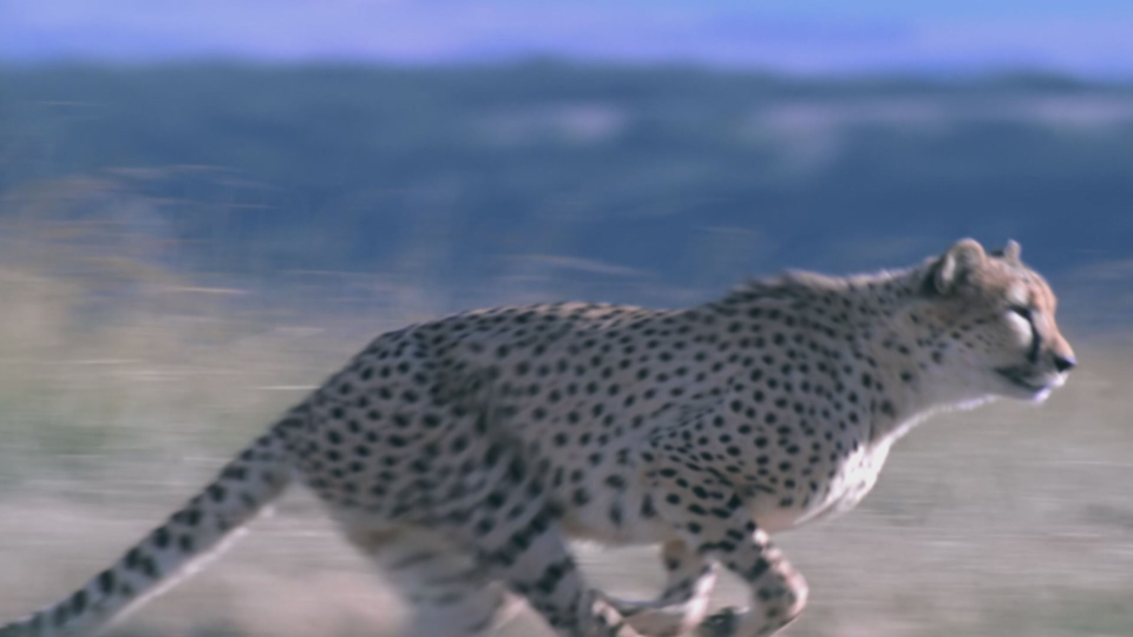 I campioni del regno animale - S1 Ep1 Gli animali piu' veloci della terra