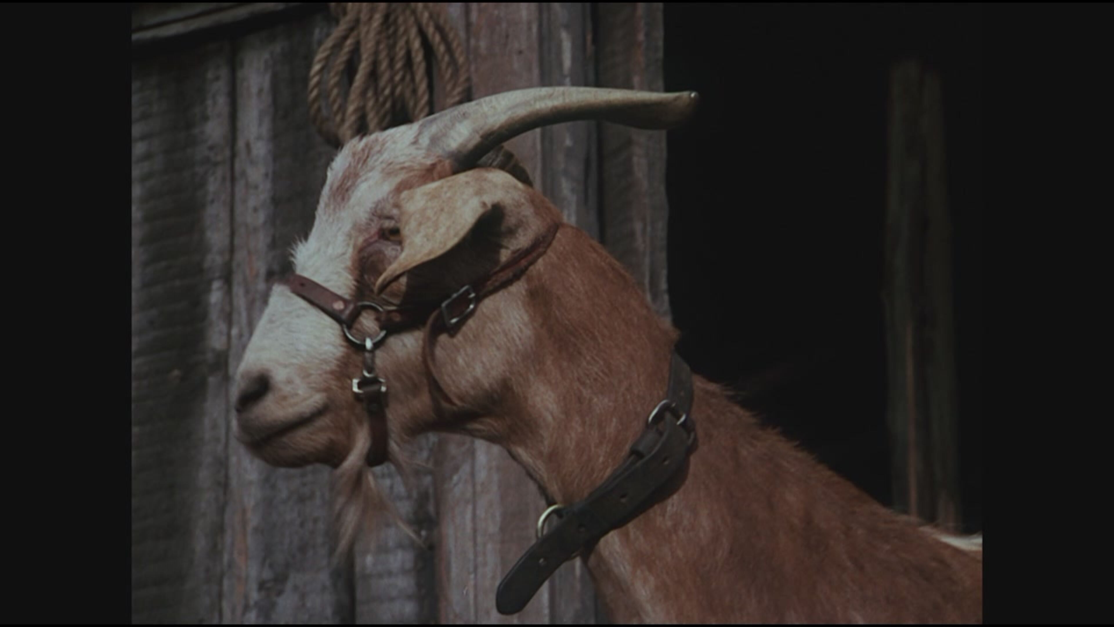 La casa nella prateria - Una capra speciale