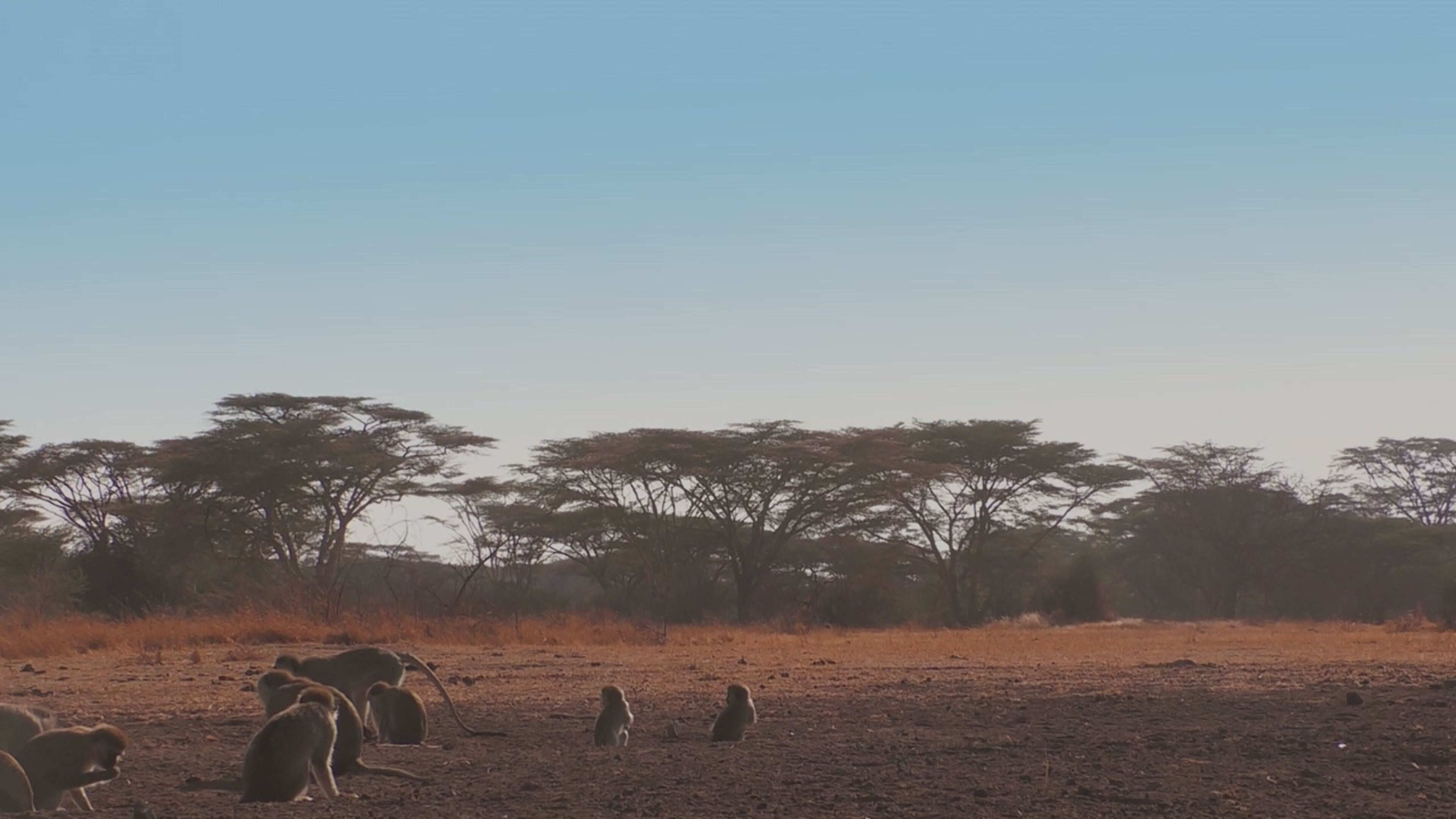 Oasi africane - S1 Ep1