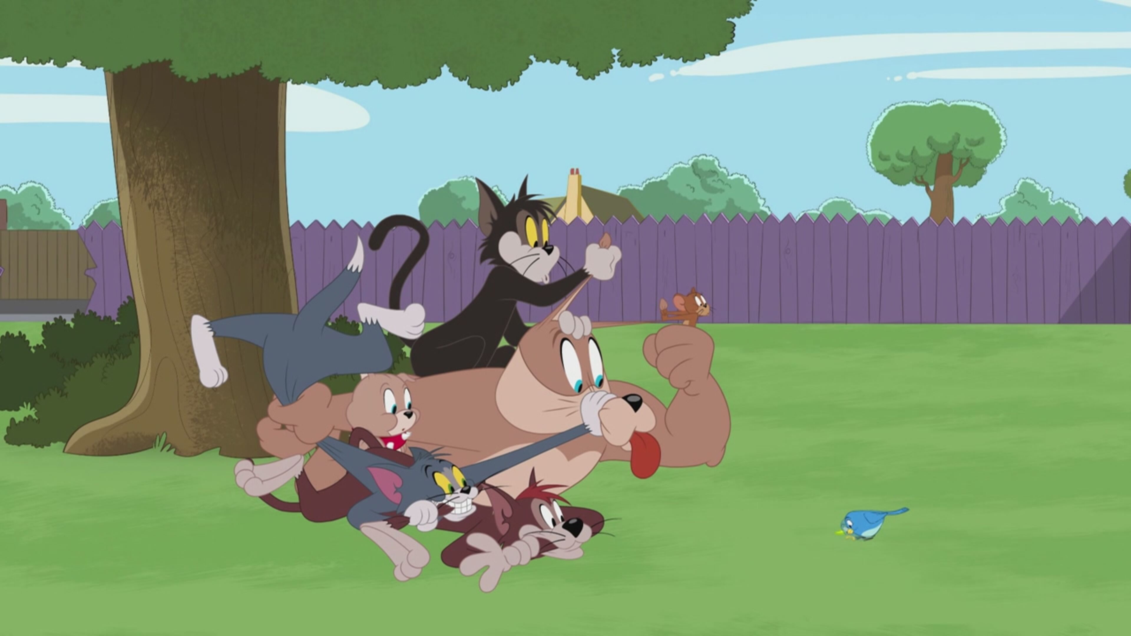 The Tom and Jerry Show - S4 Ep.2 - La pallina crespa