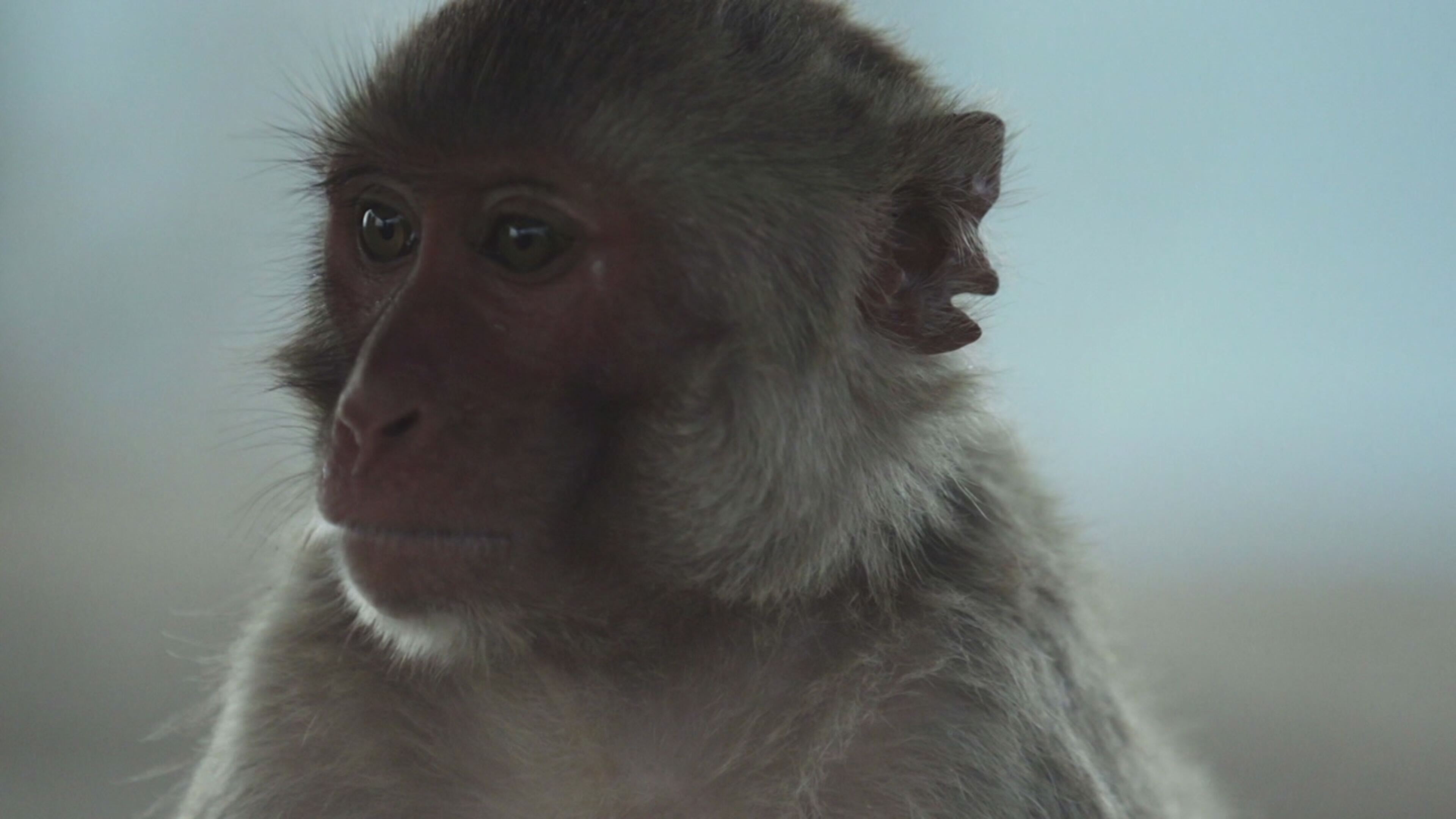 Superconnessi - Le reti sociali degli animali - S1 Ep4 L' unione fa la forza