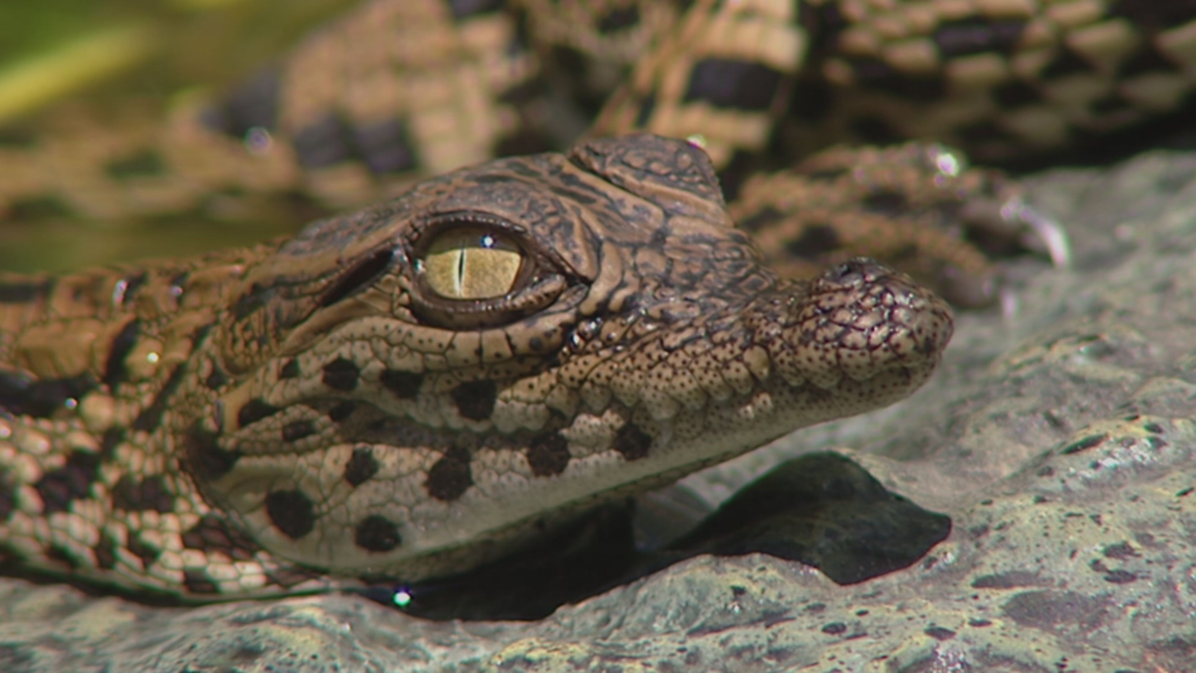 Predatori e prede - L'eterna sfida - S1 Ep2