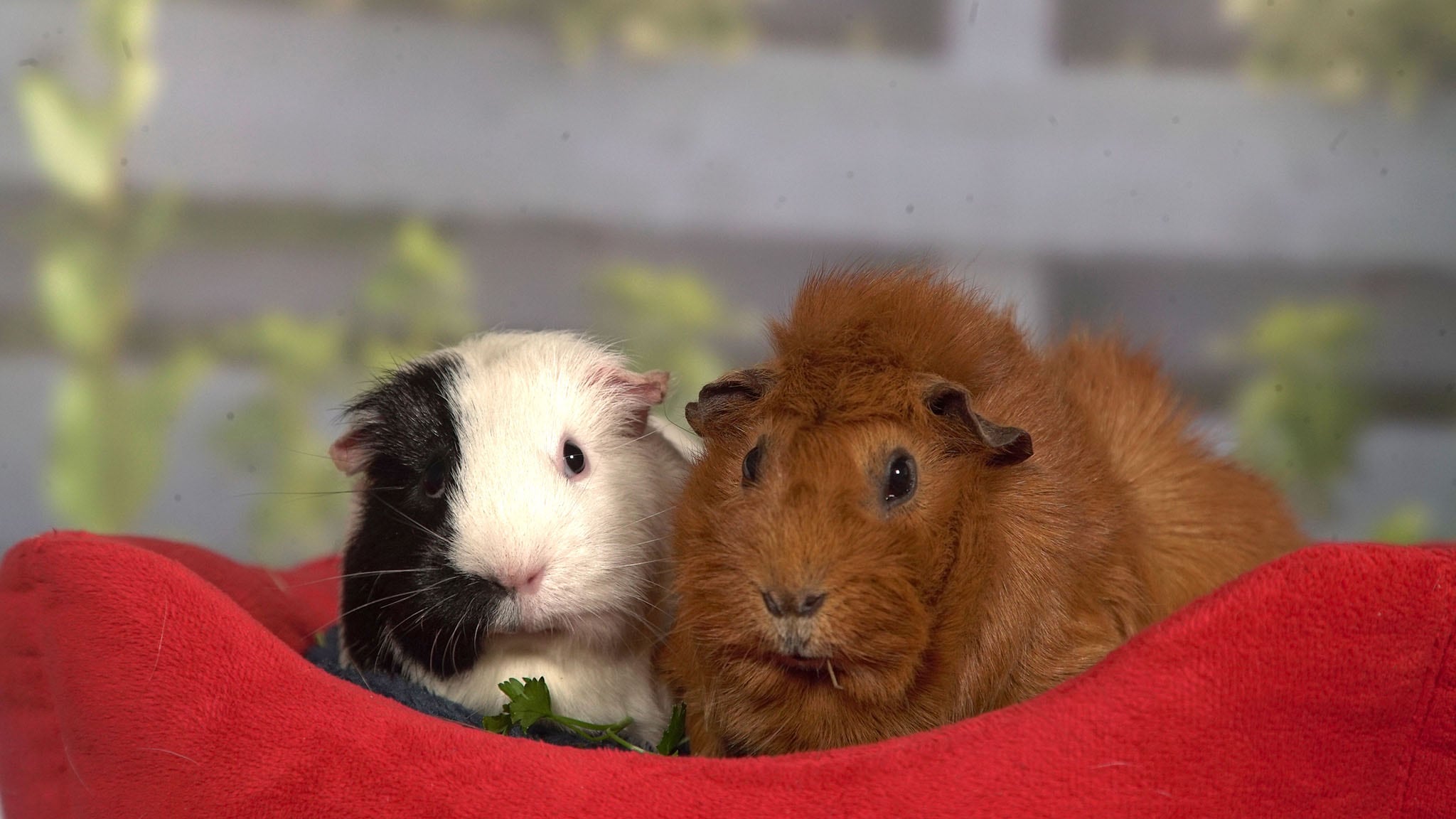 Olga da Polga - S1E21 - Due super aiutanti